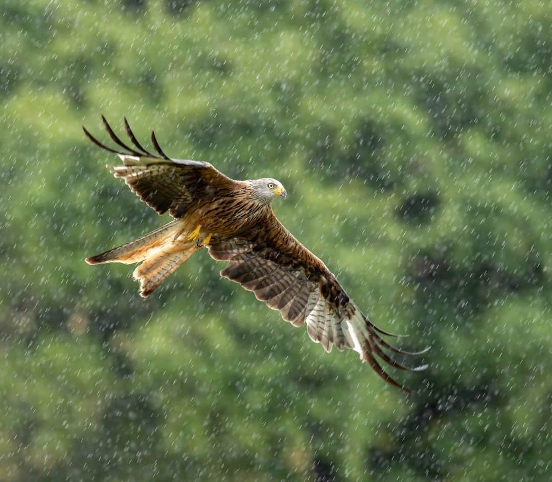 Canon UKのインスタグラム：「Even the rain can't stop this amazing red kite from soaring high. 🌧️🕊️   What are your tips and tricks for shooting in the rain?   📷 by @danknightphotos  Camera: EOS-1D X Mark II Lens: EF 300mm f2.8L IS II USM Shutter Speed: 1/1000, Aperture: f/4, ISO 640  #canonuk #mycanon #canon_photography #liveforthestory」