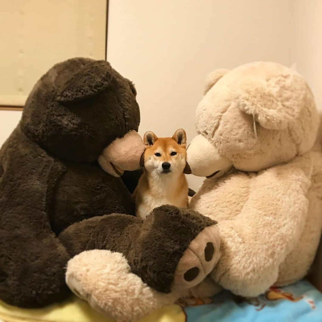 のインスタグラム：「🧸🐕🧸 こんなん撮ってたな くまさん処分したのでもう撮れないけどもう買わない！たぶん！ #柴犬 #shiba #shibainu #teddybear」