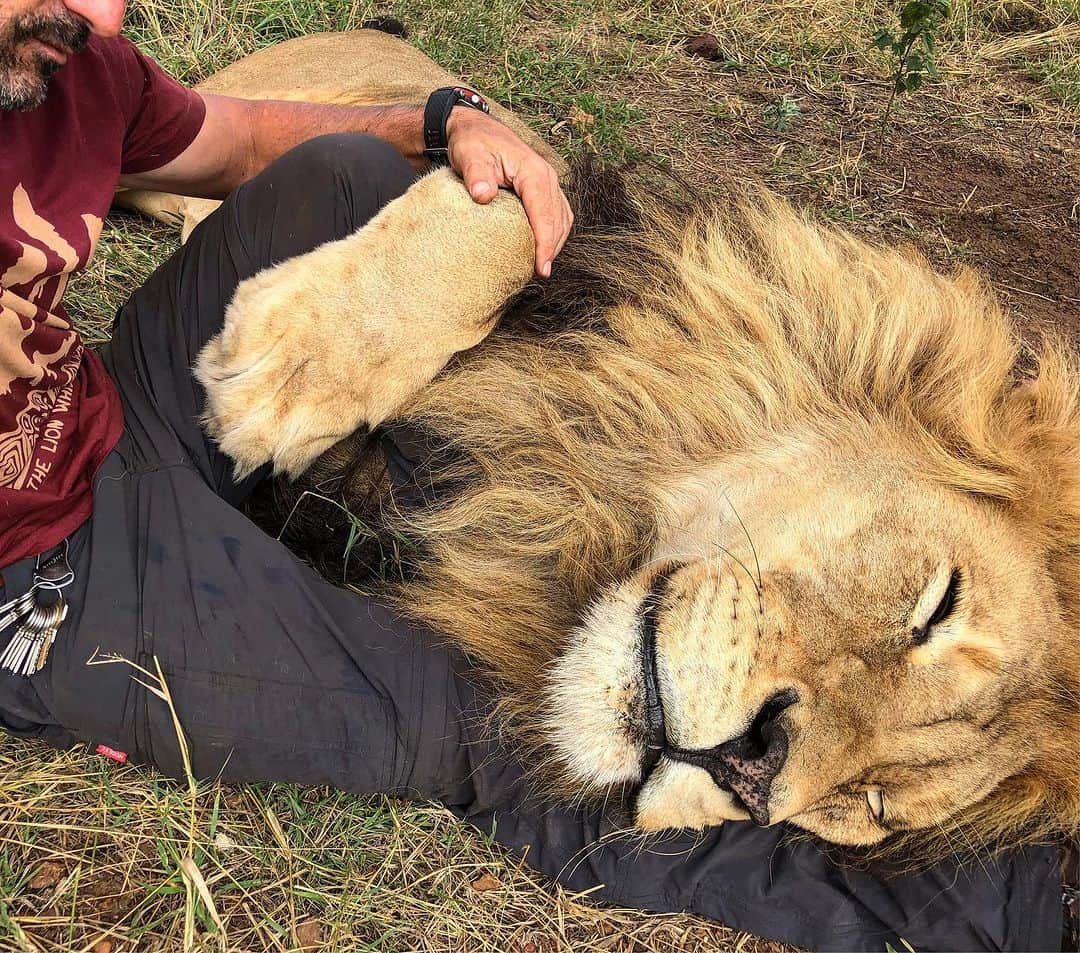 Kevin Richardson LionWhisperer のインスタグラム：「Because a leg is just so much more comfortable than the ground. #sleepinglion #thelionsleepstonight」
