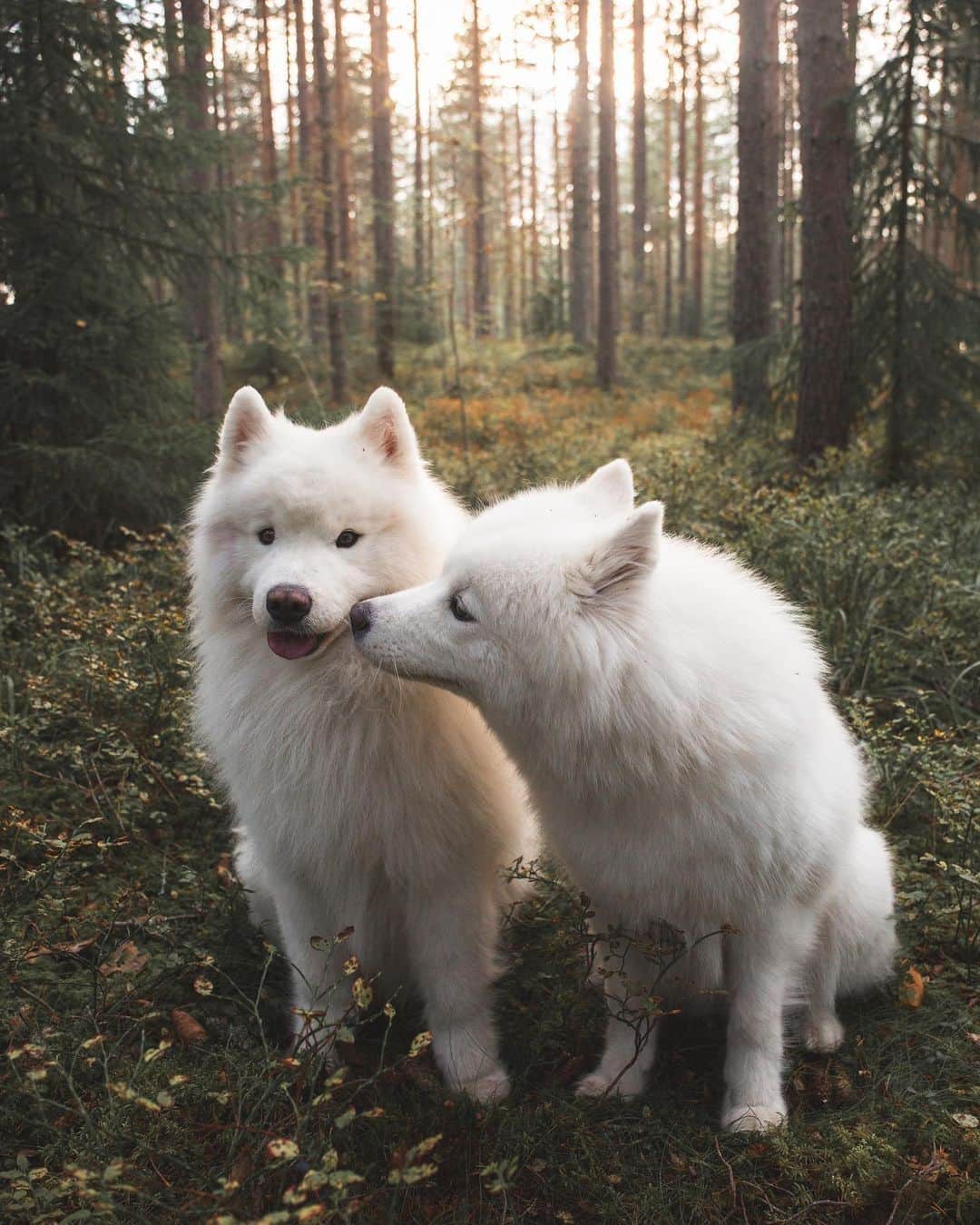 8crapのインスタグラム：「Just a little kiss for you hehe 😘 - 📷 @edwinsamoyed @abbasamoyed - #barked #dog #doggo #Samoyed」