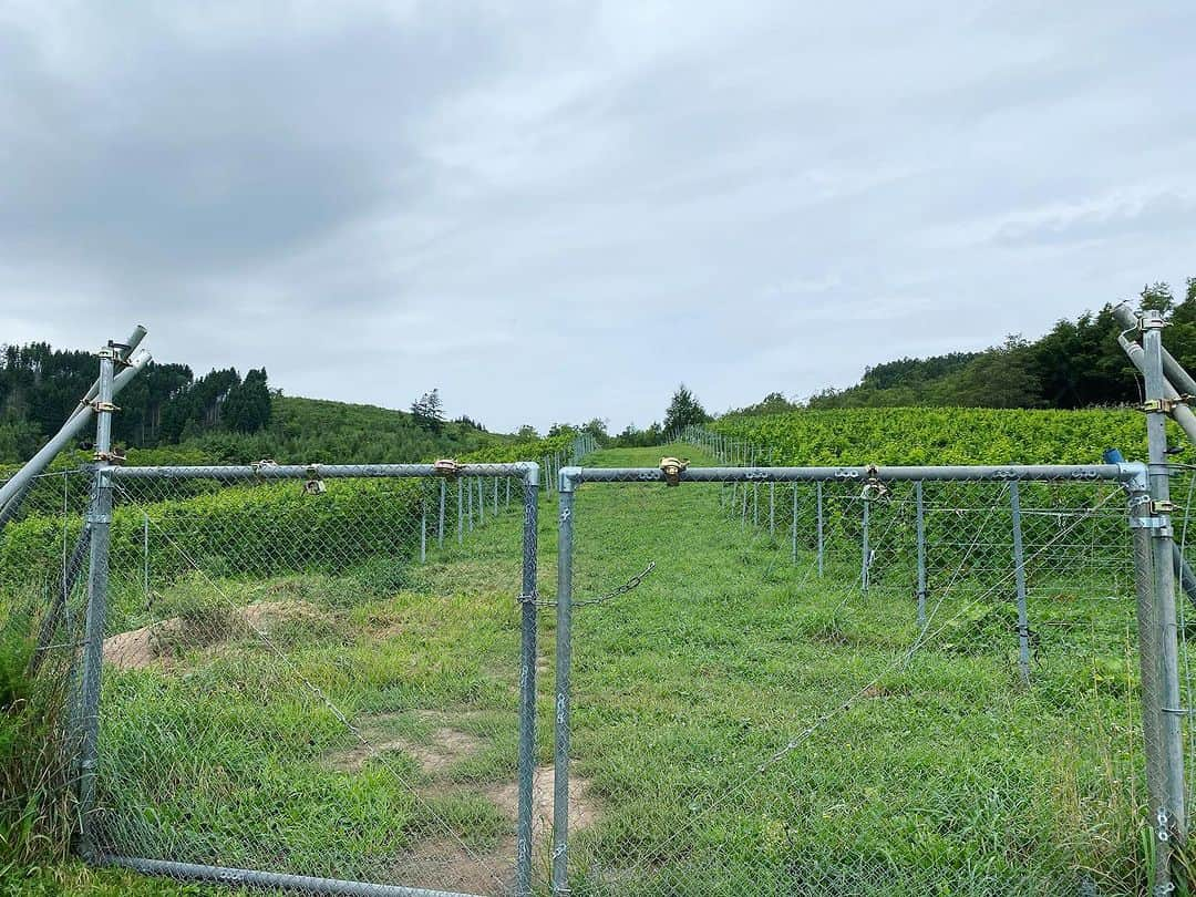 ひぐち君さんのインスタグラム写真 - (ひぐち君Instagram)「北海道岩見沢市栗沢町上幌 「10Rワイナリー」 ブルース・ガットラヴさん🍷🍷 お忙しいところ、自社農園をご案内いただきました🙏🙏  左側の区画は「風」🍃 黒ブドウを栽培🧑‍🌾 ピノノワールが90%以上(クローン11種)🍇 他は、ガメイ、プールサール、ピノムニエなど🍇🍇 南向きの斜面で1ha↖️ ギヨードゥーブル(長梢剪定)🌿  右側の区画は「森」🌲 白ブドウを栽培🧑‍🌾 ソーヴィニヨンブランが2/3を占める🍇 他は、ピノグリ、オーセロワ、サヴァニャン、アリゴテ、シュナンブラン、グリューナーフェルトリーナー、ズィゲレーベなど🍇🍇 東向きの斜面で0.65ha↖️ ソーヴィニヨンブランのみ、5〜6年前にギヨードゥーブル→シャブリ方式(中梢剪定)に🌿 以前は収量が少なく濃いSBだったが、収量が上がることでバランスが良くなった👏 サバニャンやアリゴテにより、酸を得ることができる🍋 ズィゲレーベは、華やかなマスカット系のドイツ交配品種🇩🇪  森が近いためか野うさぎが多く、芽や枝を齧っていた(ブドウは食べない)🐇 アライグマや鹿による被害もあったため、1.6mの金網の柵を設置🕸️  今年はかなり暑い日が続いたので、収穫はかなり早まるかも✂️ 2021ヴィンテージよりも2023のワインは濃くなりそう🍾  続いて、醸造所もご案内いただきました🙏🙏  #10Rワイナリー  #北海道 #岩見沢市 #栗沢町  #上幌ワイン  #カスタムクラッシュワイナリー  #スギモト酒店  #日本ワイン 🇯🇵 #japanesewine #vinjaponais  #일본와인 #日本葡萄酒  #wine #vin #vino #wein #vinho  #와인 #葡萄酒 #ワイン #tokyo 🗼 #余市町ワイン大使 🍷 #北海道新聞 📰 https://www.hokkaido-np.co.jp/article/898863/ #髭男爵ひぐち君の語る日本ワインサロン 📚 https://amzn.to/3DBTsSl #ひぐち君の日本ワイン会 💻 https://bit.ly/2KJ9DQy @higehiguchi」9月12日 1時10分 - higehiguchi