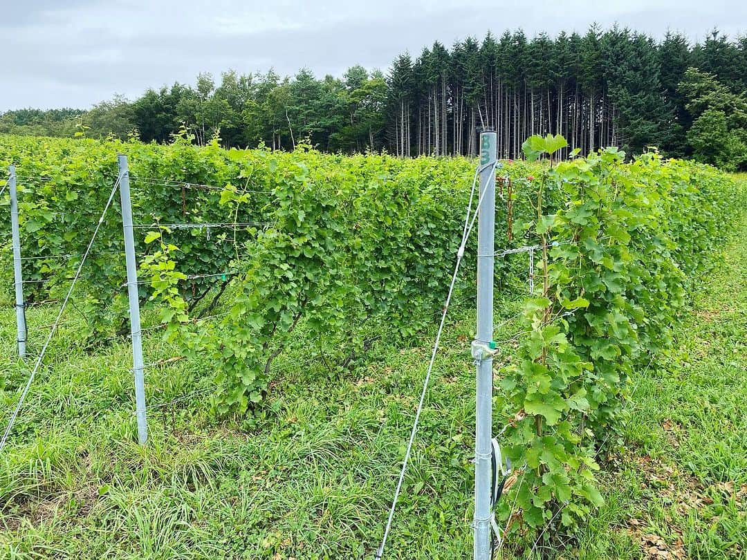 ひぐち君さんのインスタグラム写真 - (ひぐち君Instagram)「北海道岩見沢市栗沢町上幌 「10Rワイナリー」 ブルース・ガットラヴさん🍷🍷 お忙しいところ、自社農園をご案内いただきました🙏🙏  左側の区画は「風」🍃 黒ブドウを栽培🧑‍🌾 ピノノワールが90%以上(クローン11種)🍇 他は、ガメイ、プールサール、ピノムニエなど🍇🍇 南向きの斜面で1ha↖️ ギヨードゥーブル(長梢剪定)🌿  右側の区画は「森」🌲 白ブドウを栽培🧑‍🌾 ソーヴィニヨンブランが2/3を占める🍇 他は、ピノグリ、オーセロワ、サヴァニャン、アリゴテ、シュナンブラン、グリューナーフェルトリーナー、ズィゲレーベなど🍇🍇 東向きの斜面で0.65ha↖️ ソーヴィニヨンブランのみ、5〜6年前にギヨードゥーブル→シャブリ方式(中梢剪定)に🌿 以前は収量が少なく濃いSBだったが、収量が上がることでバランスが良くなった👏 サバニャンやアリゴテにより、酸を得ることができる🍋 ズィゲレーベは、華やかなマスカット系のドイツ交配品種🇩🇪  森が近いためか野うさぎが多く、芽や枝を齧っていた(ブドウは食べない)🐇 アライグマや鹿による被害もあったため、1.6mの金網の柵を設置🕸️  今年はかなり暑い日が続いたので、収穫はかなり早まるかも✂️ 2021ヴィンテージよりも2023のワインは濃くなりそう🍾  続いて、醸造所もご案内いただきました🙏🙏  #10Rワイナリー  #北海道 #岩見沢市 #栗沢町  #上幌ワイン  #カスタムクラッシュワイナリー  #スギモト酒店  #日本ワイン 🇯🇵 #japanesewine #vinjaponais  #일본와인 #日本葡萄酒  #wine #vin #vino #wein #vinho  #와인 #葡萄酒 #ワイン #tokyo 🗼 #余市町ワイン大使 🍷 #北海道新聞 📰 https://www.hokkaido-np.co.jp/article/898863/ #髭男爵ひぐち君の語る日本ワインサロン 📚 https://amzn.to/3DBTsSl #ひぐち君の日本ワイン会 💻 https://bit.ly/2KJ9DQy @higehiguchi」9月12日 1時10分 - higehiguchi