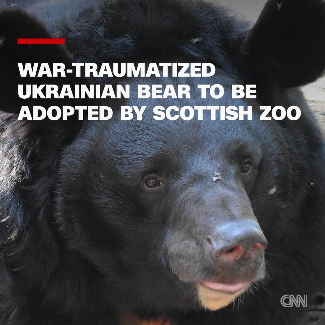 CNNさんのインスタグラム写真 - (CNNInstagram)「In October 2022, according to posts on a Ukrainian rescue center’s social media, Ukrainian soldiers entered an abandoned zoo in the village of Yampil, Donetsk, which had been under Russian occupation. They found that almost all of the 200 animals at the zoo had been killed.  A 12-year-old bear was one of the few left alive. He, too, was badly injured – he had been concussed when a shell had exploded near his cage and was just days away from dying, according to a statement released by the Five Sisters Zoo in Scotland.  Now, Yampil – named after the village where he was found – will get a new start in life as he is set to be adopted by the Scottish zoo, after a rescue operation that has so far taken him across the European continent from Ukraine to Poland to Belgium.  Read more about Yampil at the link in bio.  📷: Five Sisters Zoo」9月12日 2時08分 - cnn