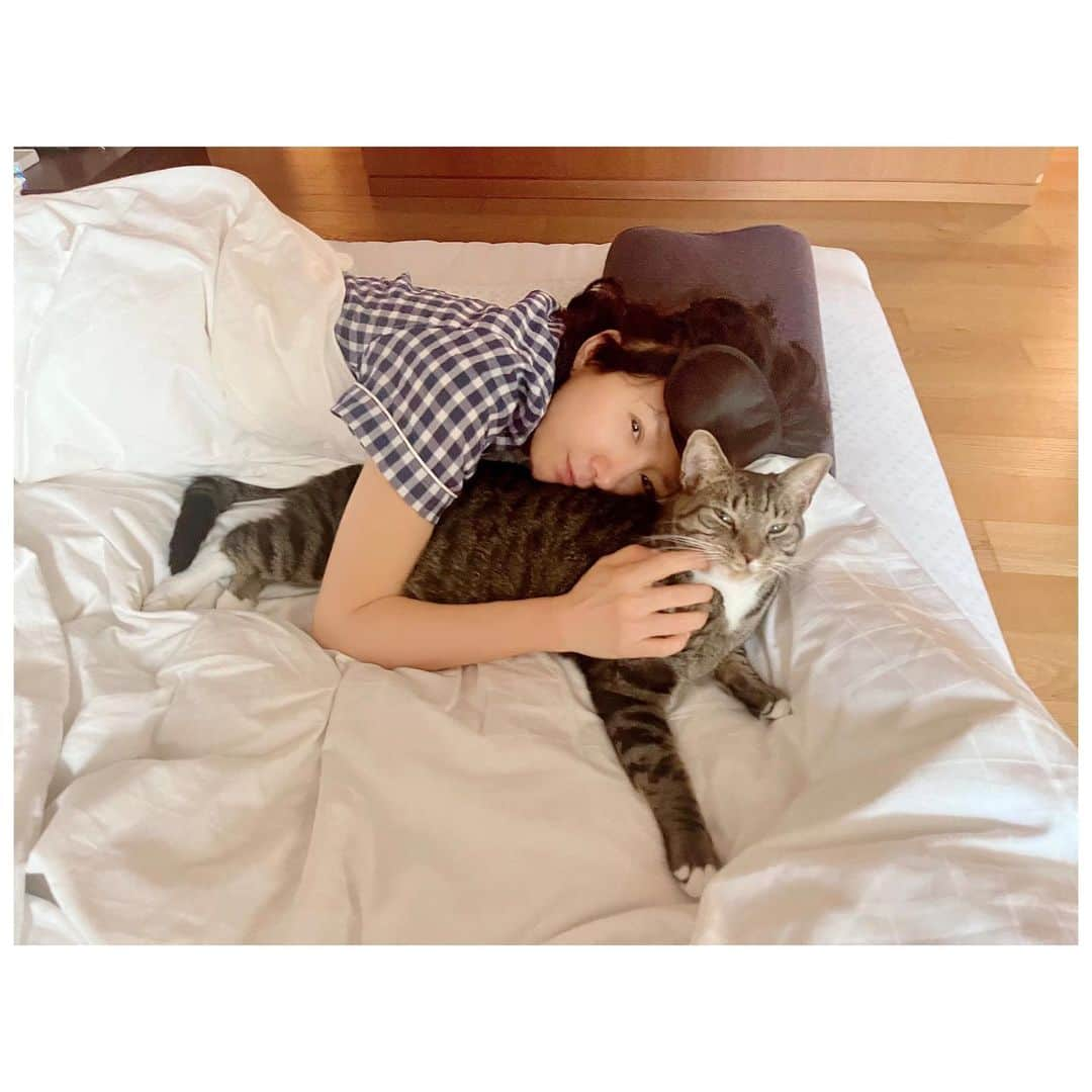 キム・ヒエさんのインスタグラム写真 - (キム・ヒエInstagram)「. 요즘 근황 -> 춘식이 엄마 😺 평화로운 제주에서의 일상을 가득 채워주는 우리 집 냥이에요 😻😽  춘식이가 단잠을 깨워도 그저 사랑스러운 집사의 삶 🤍  #김희애 #KIMHEEAE #냥집사 #춘식이는 #이불정리면제 #귀여우니까 @yg_stage」9月12日 12時03分 - heeae_official