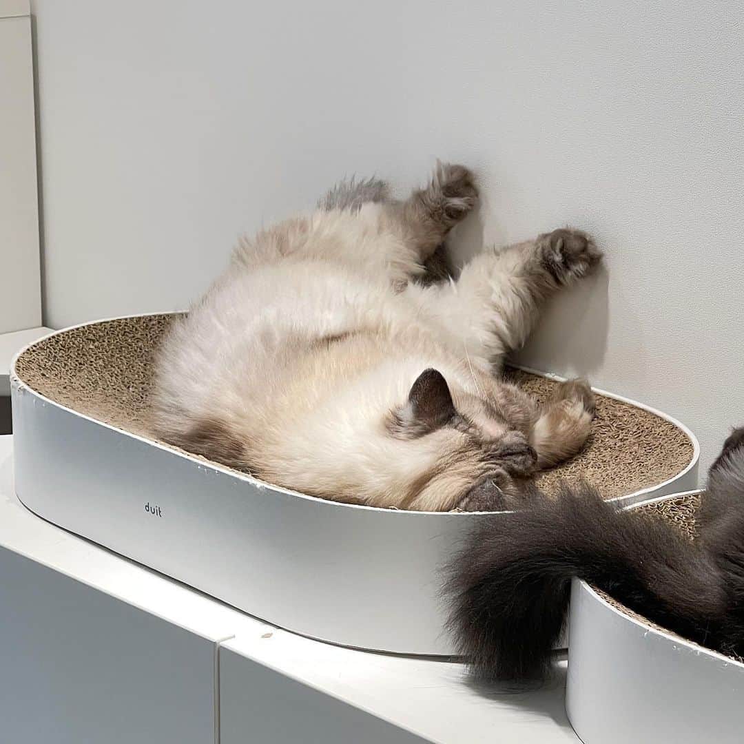 のインスタグラム：「꾸겨져서 자는애랑 펼쳐서 자는애😪 쨔매야 이마좀 펴...ㅋㅋ #cat #토토상회 #투실투실 #누더기발」