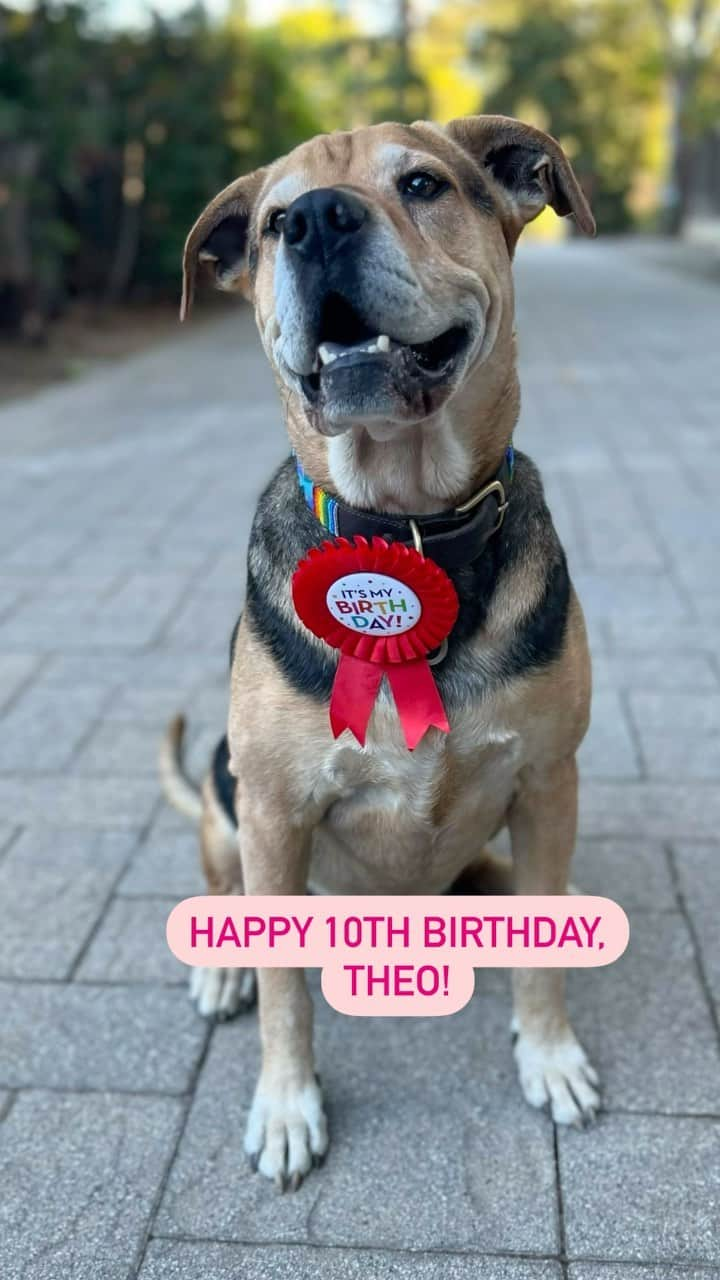 ジェシカ・シーバのインスタグラム：「The very best boy is ten today! I know, we can’t believe it either. Theo Burrito, Bandito, Beo Boo, you complete us. The One and Only Nanny Dog…Ten of the best years of our lives. He definitely rescued us. ❤️❤️❤️」