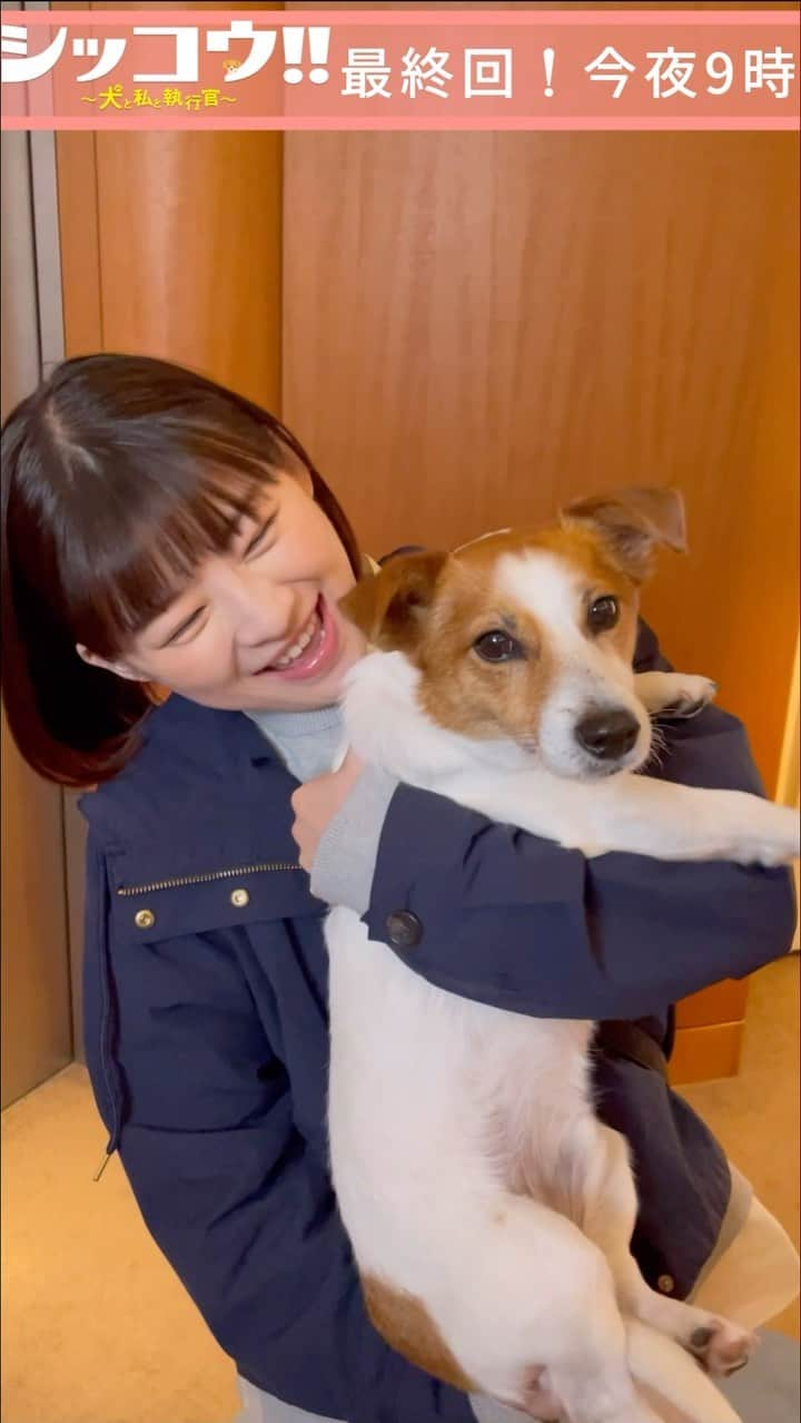 シッコウ!!〜犬と私と執行官〜のインスタグラム：「🗓 最終回に登場！ ショコラちゃん🐶と ひかりちゃんでカウントダウン⋆͛📣 ⁡ ||◤#️⃣シッコウ!!最終回 #今夜9時🐾◢|| ⁡ 今夜もぜひリアタイで、 最難関の執行の行方を見守ってください…💼！ ⁡ 第8話見逃し配信中☝🏻 プロフィール欄のURLからチェックしてみてください✅ ⁡ #伊藤沙莉」