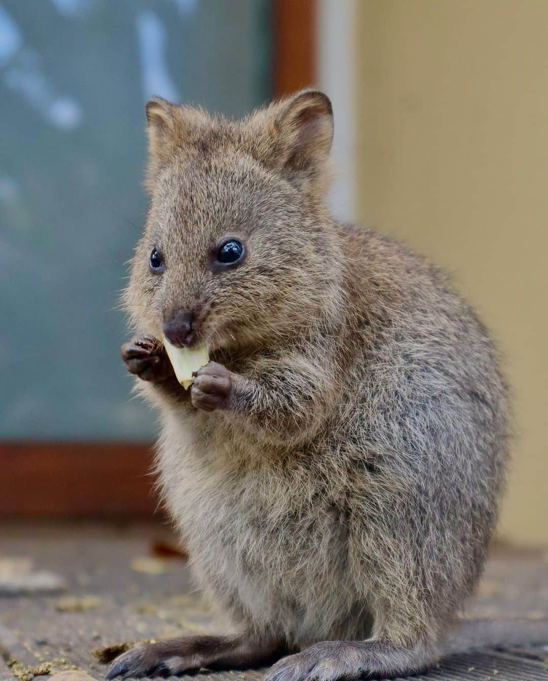 レオ・ルカ・スフォルツァさんのインスタグラム写真 - (レオ・ルカ・スフォルツァInstagram)「Quokka love part 1 #quokkas #rottnestisland」9月12日 12時48分 - leolucasforza