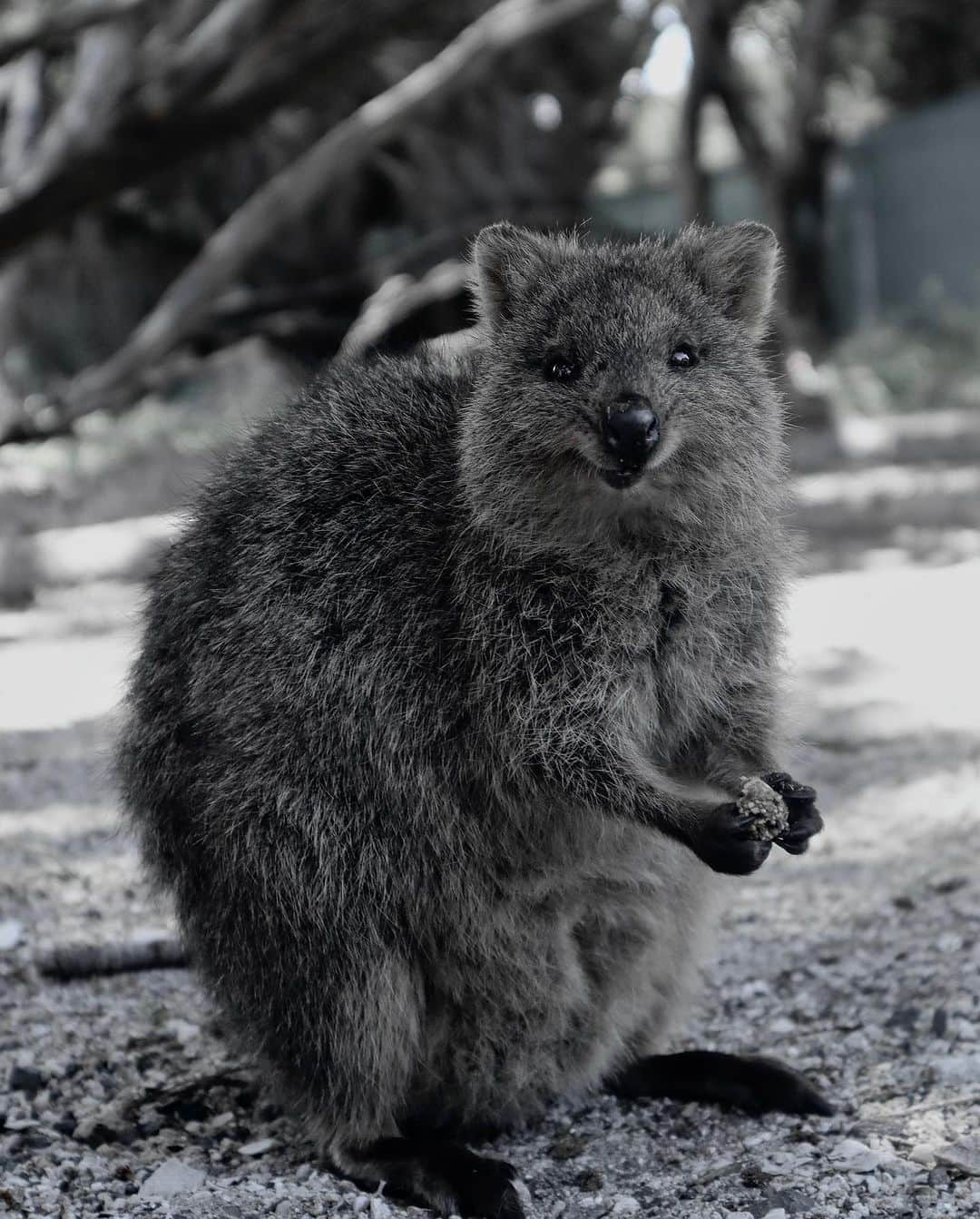 レオ・ルカ・スフォルツァさんのインスタグラム写真 - (レオ・ルカ・スフォルツァInstagram)「Quokka love part 1 #quokkas #rottnestisland」9月12日 12時48分 - leolucasforza