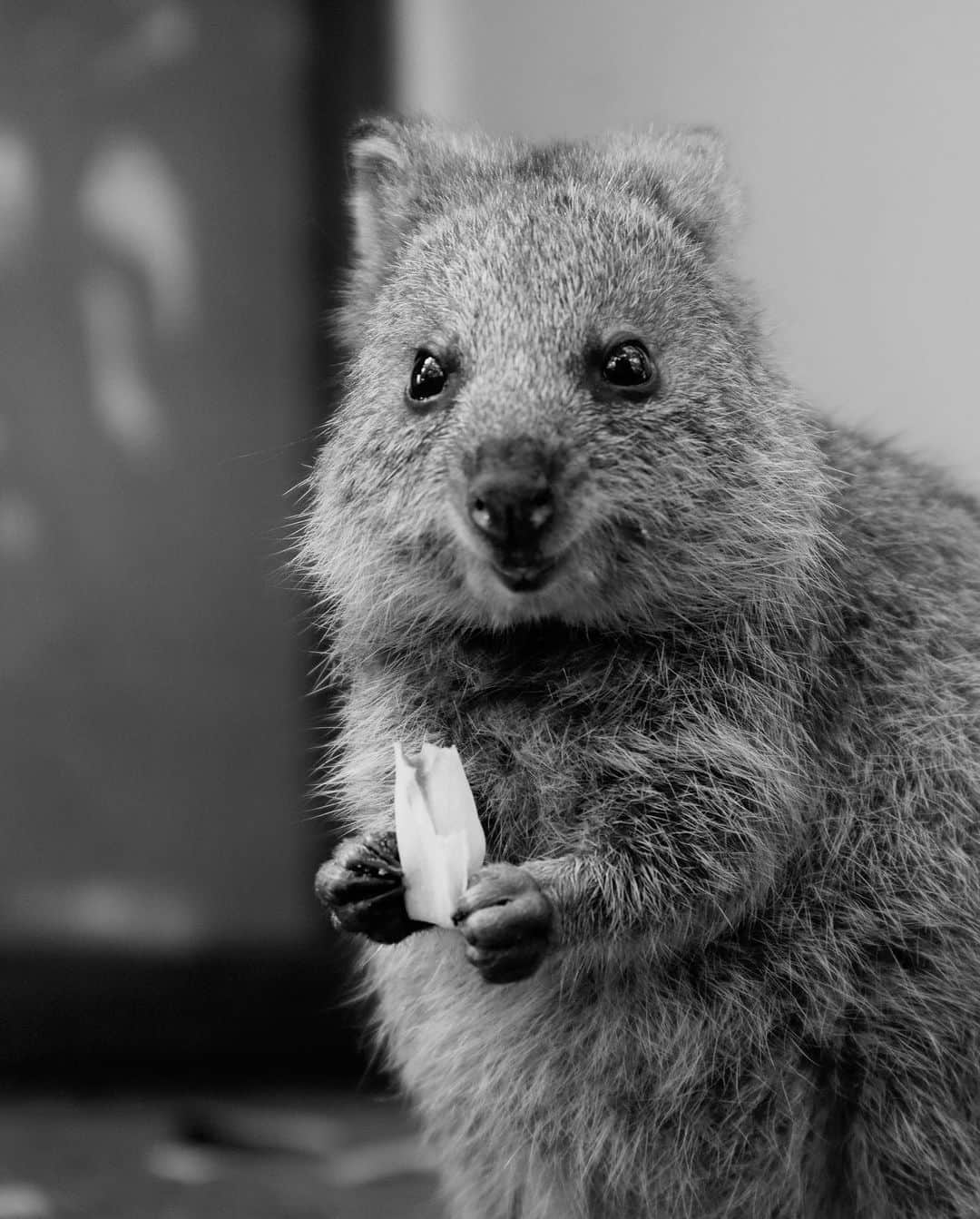 レオ・ルカ・スフォルツァのインスタグラム：「Quokka love part 1 #quokkas #rottnestisland」