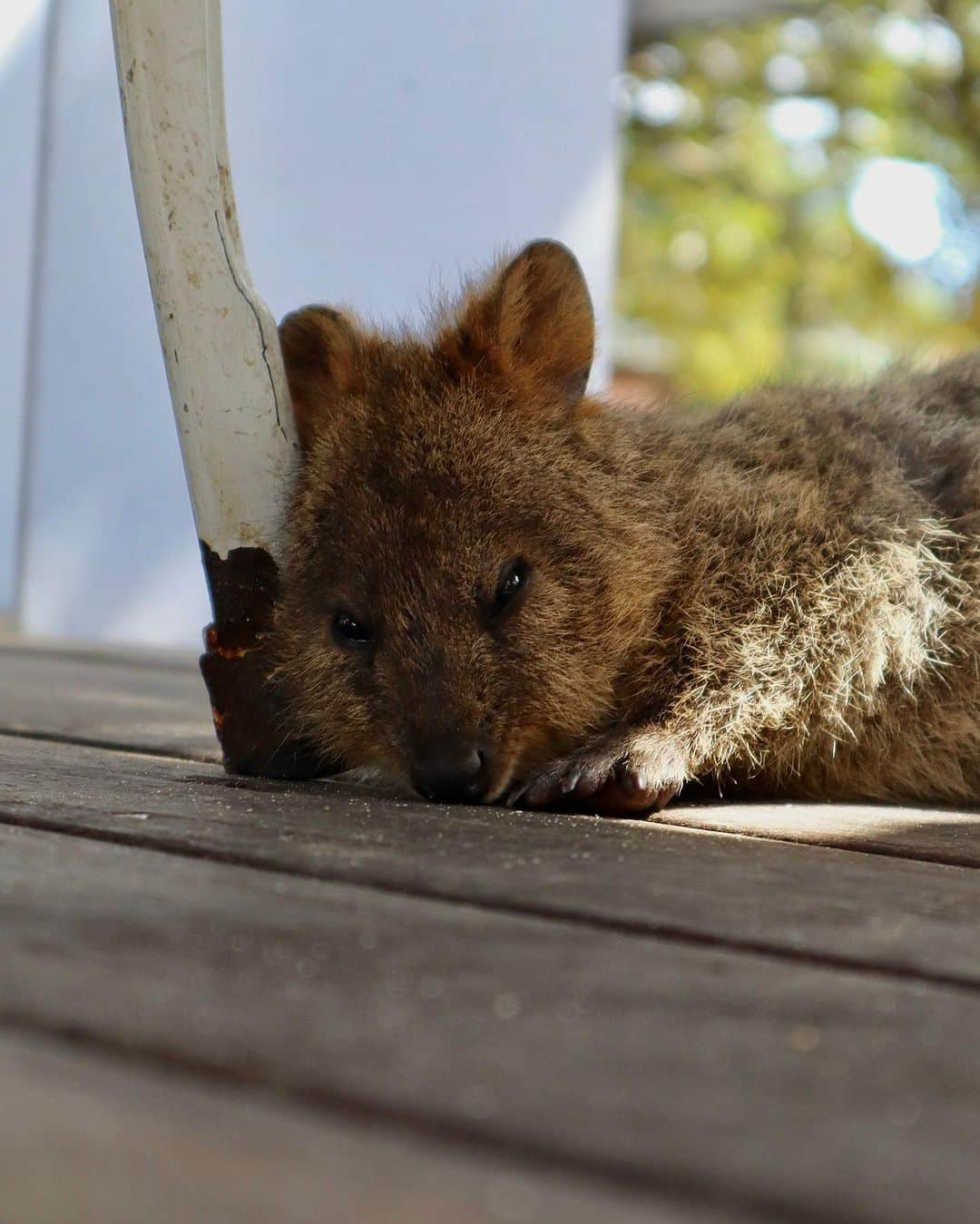 レオ・ルカ・スフォルツァさんのインスタグラム写真 - (レオ・ルカ・スフォルツァInstagram)「Quokka love part 2. #quokka #rottnestisland」9月12日 12時51分 - leolucasforza