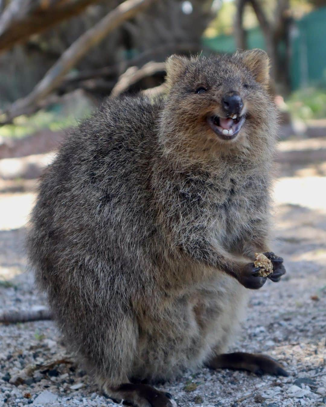 レオ・ルカ・スフォルツァさんのインスタグラム写真 - (レオ・ルカ・スフォルツァInstagram)「Quokka love part 2. #quokka #rottnestisland」9月12日 12時51分 - leolucasforza