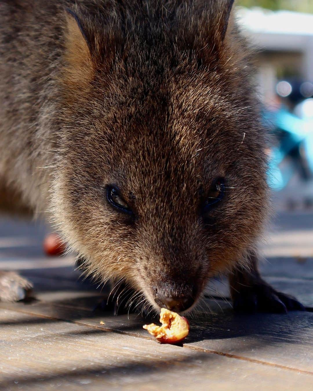 レオ・ルカ・スフォルツァさんのインスタグラム写真 - (レオ・ルカ・スフォルツァInstagram)「Quokka love part 2. #quokka #rottnestisland」9月12日 12時51分 - leolucasforza