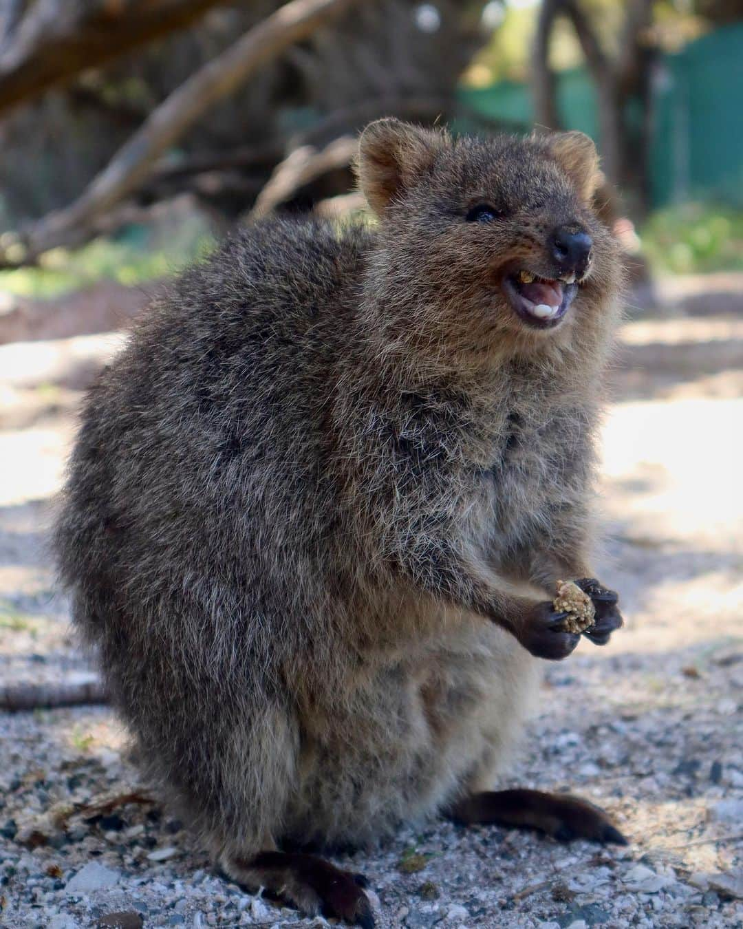 レオ・ルカ・スフォルツァさんのインスタグラム写真 - (レオ・ルカ・スフォルツァInstagram)「Quokka love part 2. #quokka #rottnestisland」9月12日 12時51分 - leolucasforza