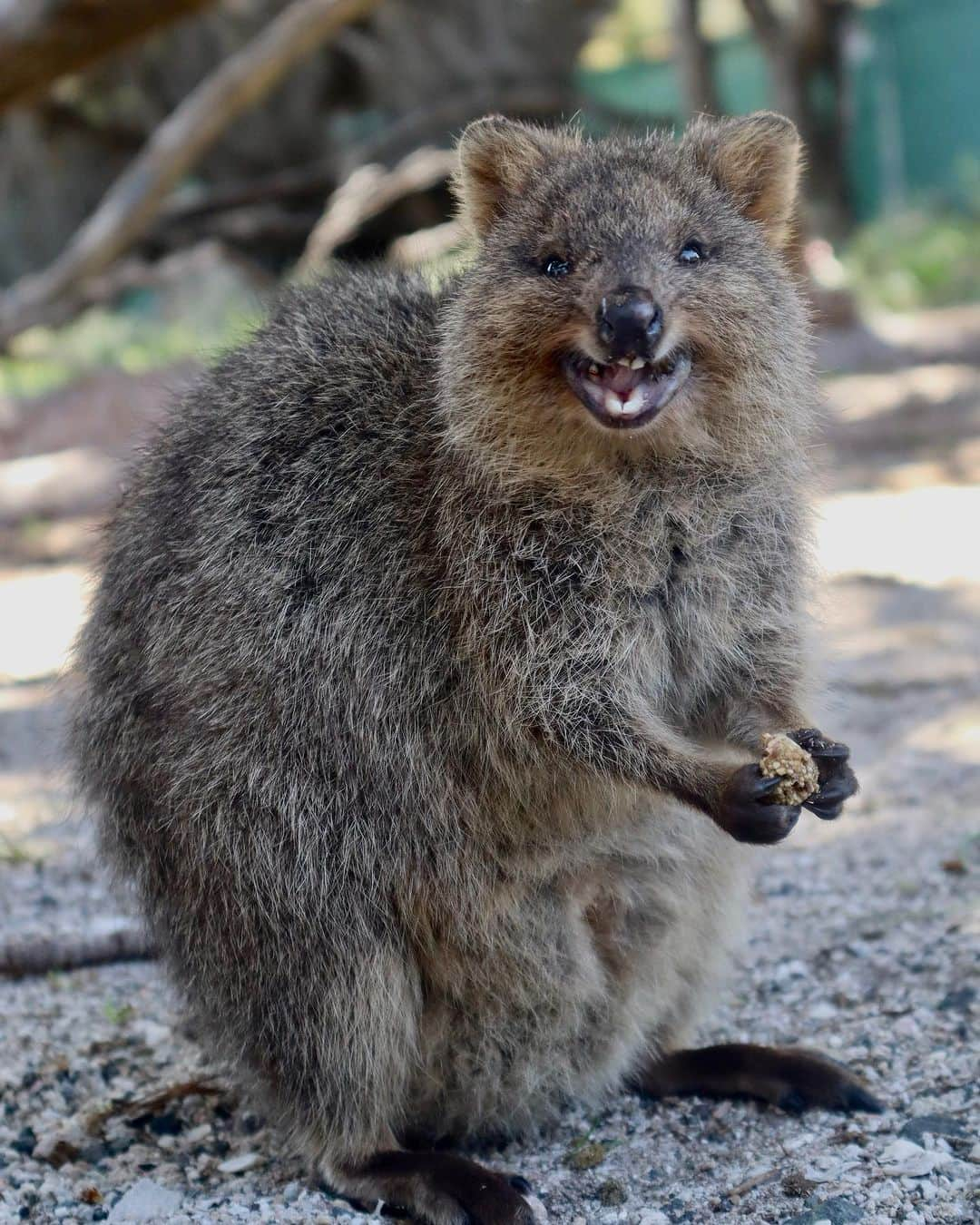 レオ・ルカ・スフォルツァさんのインスタグラム写真 - (レオ・ルカ・スフォルツァInstagram)「Quokka love part 2. #quokka #rottnestisland」9月12日 12時51分 - leolucasforza