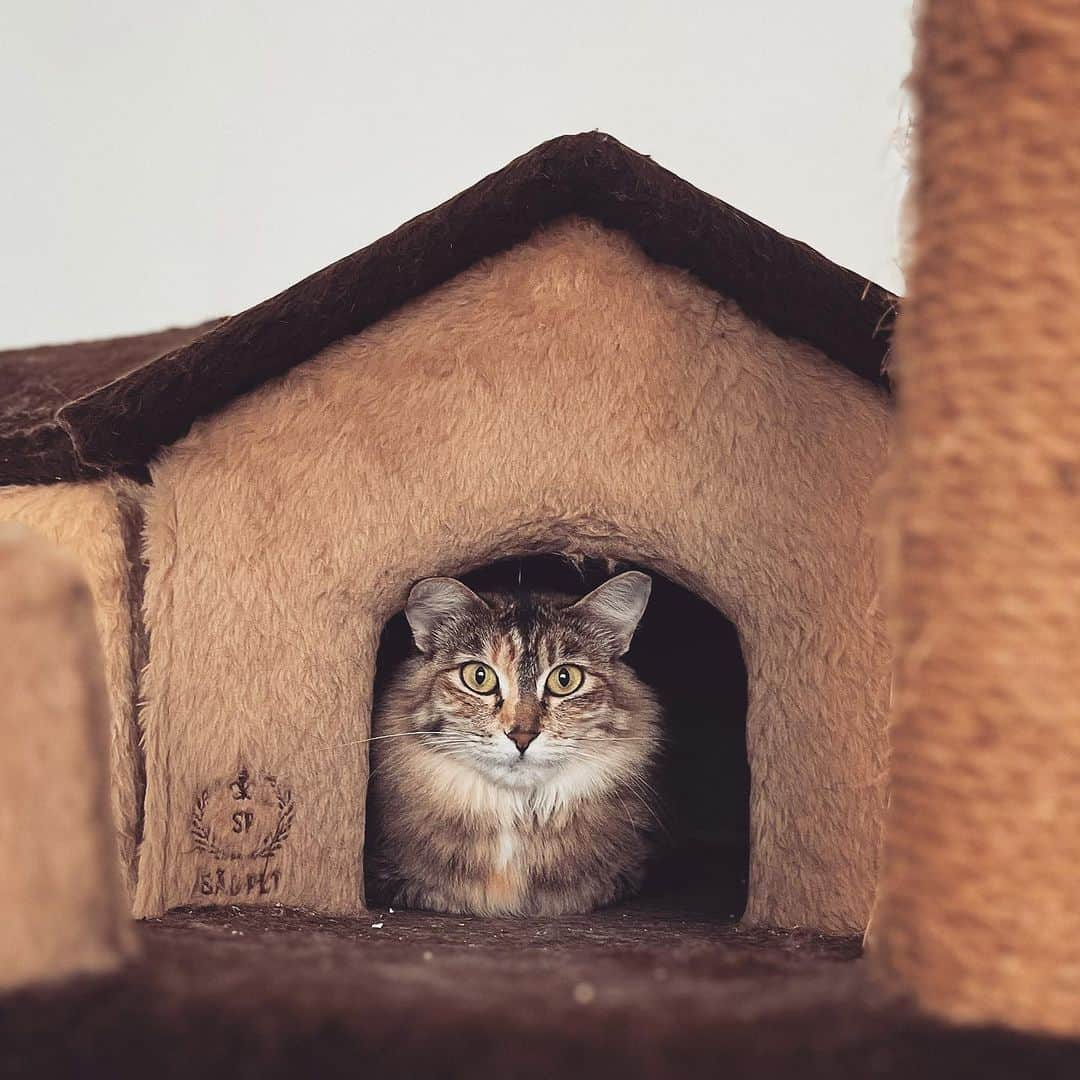 バネッサ・メスキータさんのインスタグラム写真 - (バネッサ・メスキータInstagram)「Zaya 😻🫶🏼 para adoção consciente e responsável!! Apenas apartamentos ou casas com rede de proteção, sem acesso a rua! #castrada #vacinada #vermifugada #microchipada com #antipulgas e #fiv e #felv negativo」9月12日 5時03分 - vanmesquita