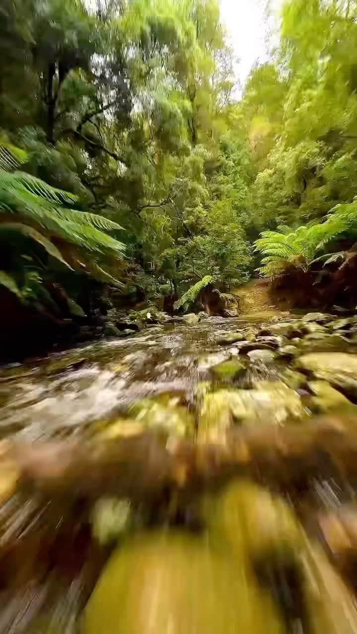 Australiaのインスタグラム：「Wait for it 🤯 Talk about an epic perspective of #MontezumaFalls, one of @tasmania’s highest falls, incredibly captured here by @iamfabreezy & @robmulally. Marvel at this beauty for yourself via the 3-hour return walking track that takes you directly to the base of this 104 metre waterfall in @westcoasttas.   🎥: @iamfabreezy & @robmulally   📍: Montezuma Falls, @tasmania   #SeeAustralia #ComeAndSayGday #DiscoverTasmania」