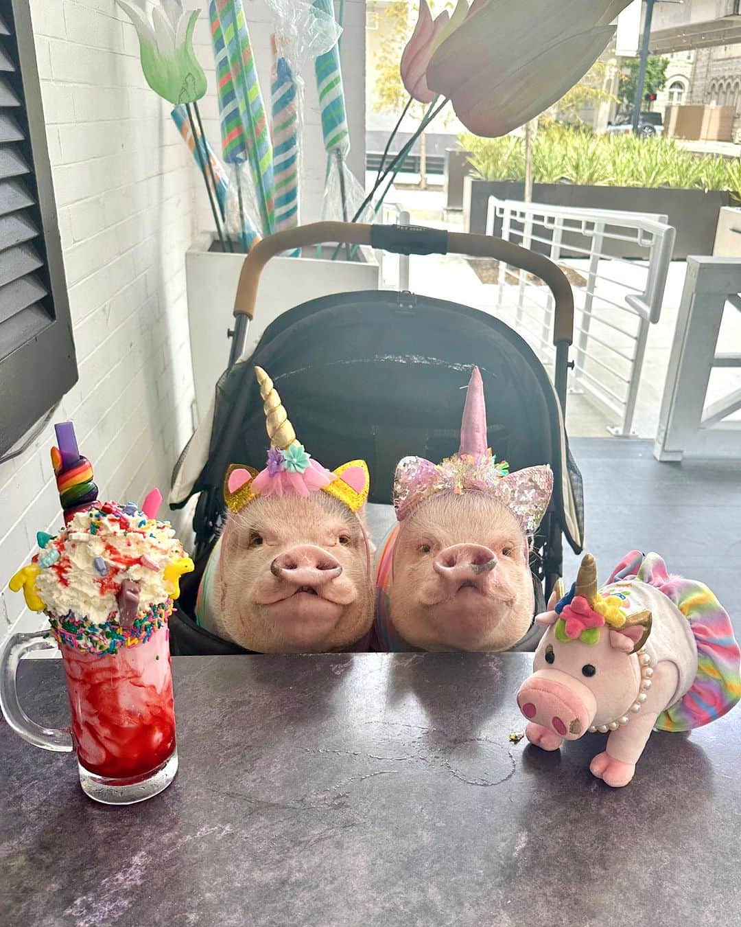 Priscilla and Poppletonのインスタグラム：「ONLY FOUR DAYS LEFT to get your Prissy Unicorn Plush (LINK IN BIO)…I took both my mini me’s out for breakfast @fizziesandfare inside of Sweet Pete’s Candy Shop. We were so piggy excited to see so many vegan options on the menu. Breakfast was great but the best part was getting surprised with this Unicorn Dream dessert. It was too pretty to eat.🐷🦄🍨 #PrissyandPosey #SweetPetes #FizziesandFare #Jacksonville #PrissyandPop」