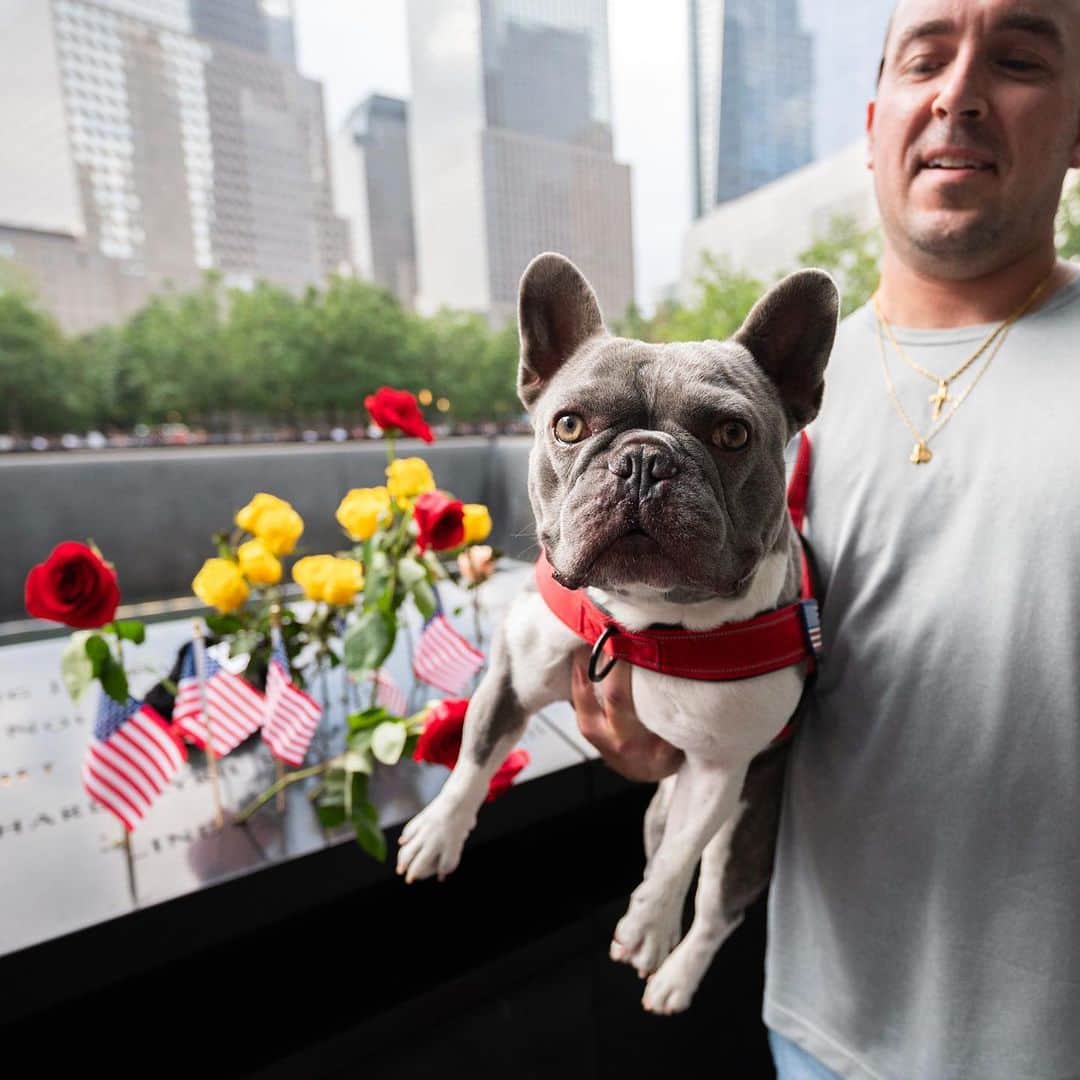 The Dogistさんのインスタグラム写真 - (The DogistInstagram)「Paul, French Bulldog (3 y/o), 9/11 Memorial Pools, New York, NY • “We’re from Hawaii – Maui. What happened in Maui was historic, like what happened here, so it means more to us now. We wanted to pay our respects. Paul comes everywhere with us.” @french_pauly_nesian」9月12日 6時56分 - thedogist