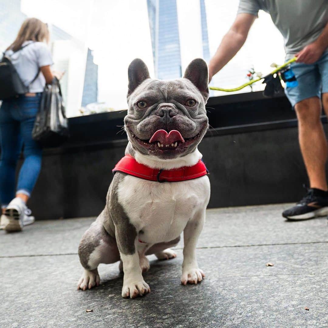 The Dogistさんのインスタグラム写真 - (The DogistInstagram)「Paul, French Bulldog (3 y/o), 9/11 Memorial Pools, New York, NY • “We’re from Hawaii – Maui. What happened in Maui was historic, like what happened here, so it means more to us now. We wanted to pay our respects. Paul comes everywhere with us.” @french_pauly_nesian」9月12日 6時56分 - thedogist