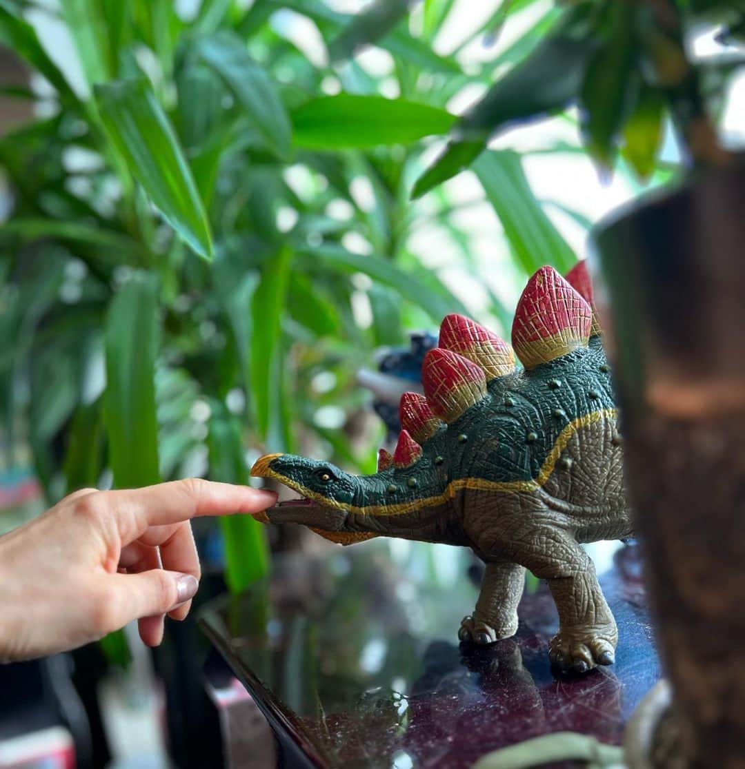 中岡由佳さんのインスタグラム写真 - (中岡由佳Instagram)「❇︎ おはよう🪴🦕🪴 ステゴサウスおなかすいた？ GM aren't you hungry ??  #morning #朝 #dinosaur #恐竜 #Yucca #ユッカ」9月12日 7時22分 - yuka_nakaoka
