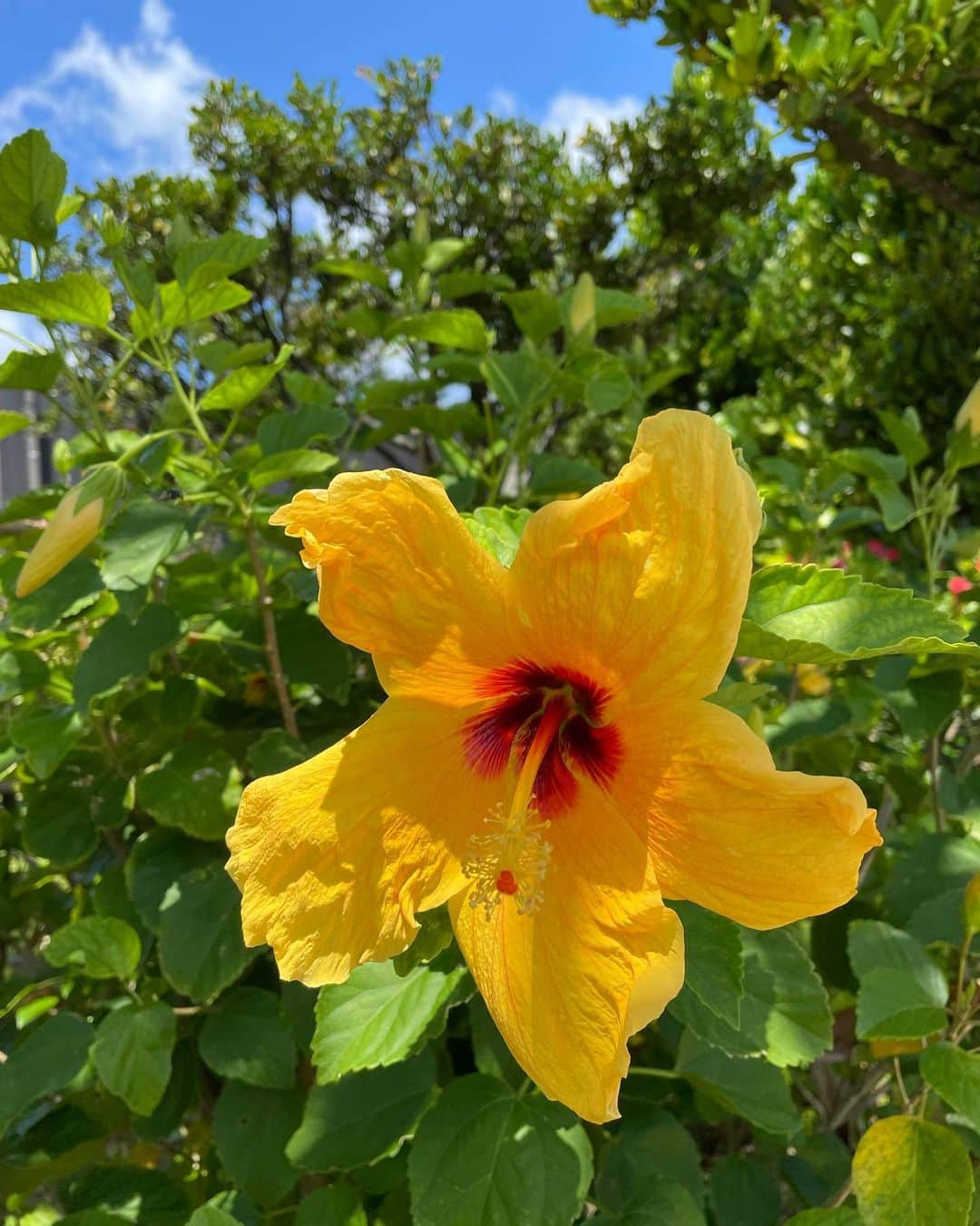 山本まさみのインスタグラム：「・ ・ 最近みた石垣島のハイビスカス特集☺️🌺  ハイビスカスの花言葉は 「新しい恋」「繊細な美しさ」「勇気ある行動」 「あなたを信じる」「信頼」。  ハイビスカスは一日花のため、 次々にたくさんの花を咲かせるお花✨  その特徴から「新しい恋」がつけられたらしい😁☝️」