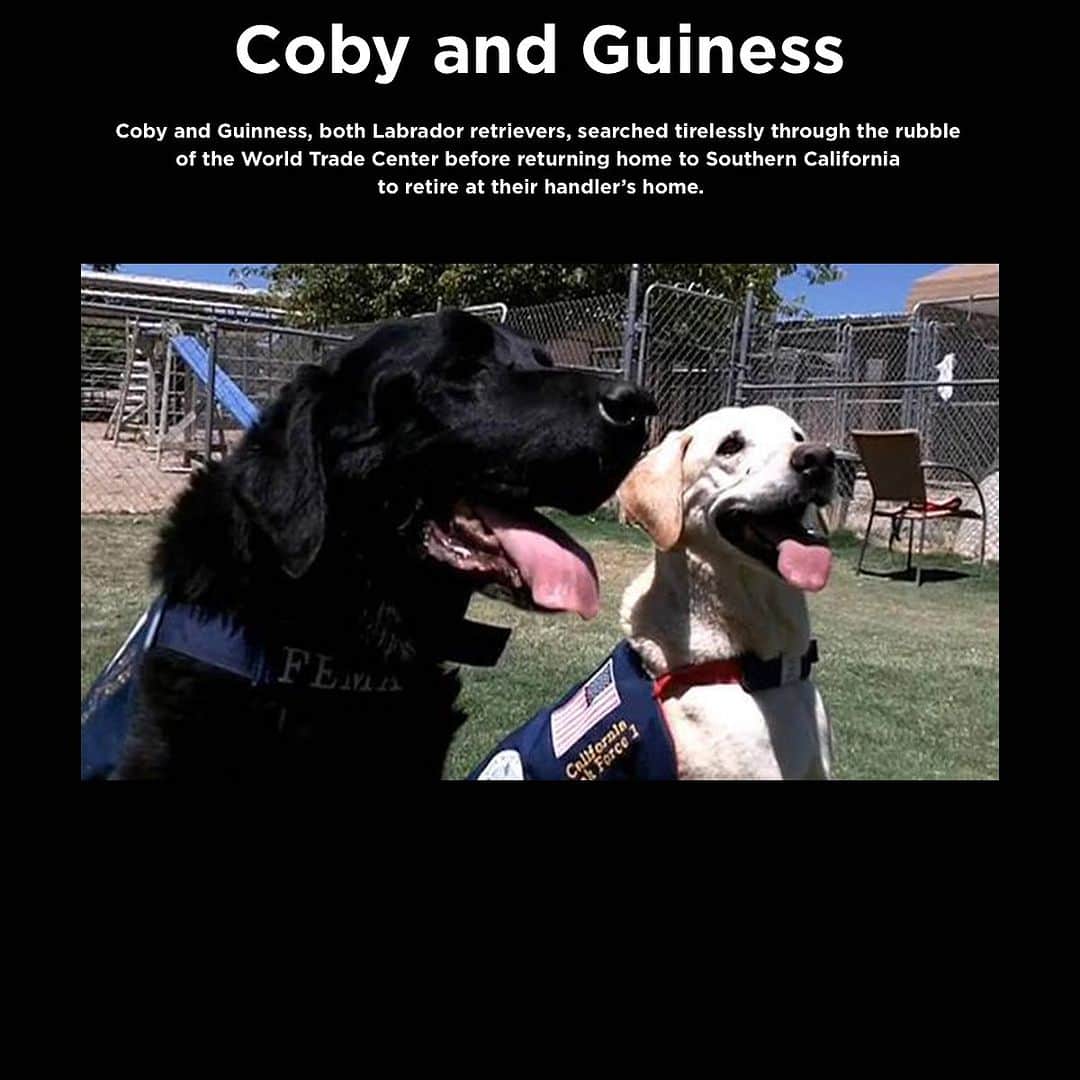 BarkBoxさんのインスタグラム写真 - (BarkBoxInstagram)「Remembering the brave canine heroes of 9/11 🇺🇸  ℹ️: @dogingtonpost」9月12日 7時47分 - barkbox