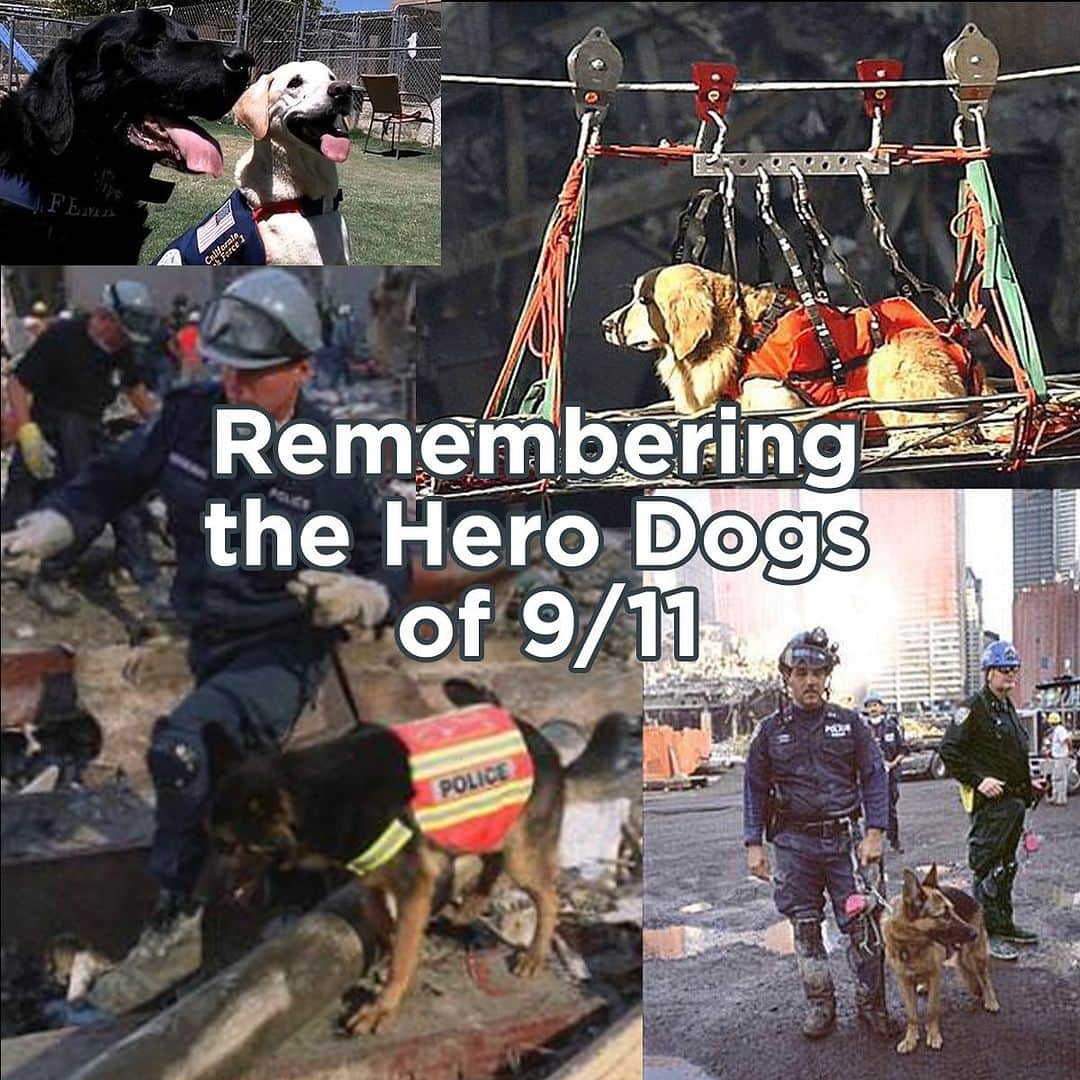 BarkBoxのインスタグラム：「Remembering the brave canine heroes of 9/11 🇺🇸  ℹ️: @dogingtonpost」