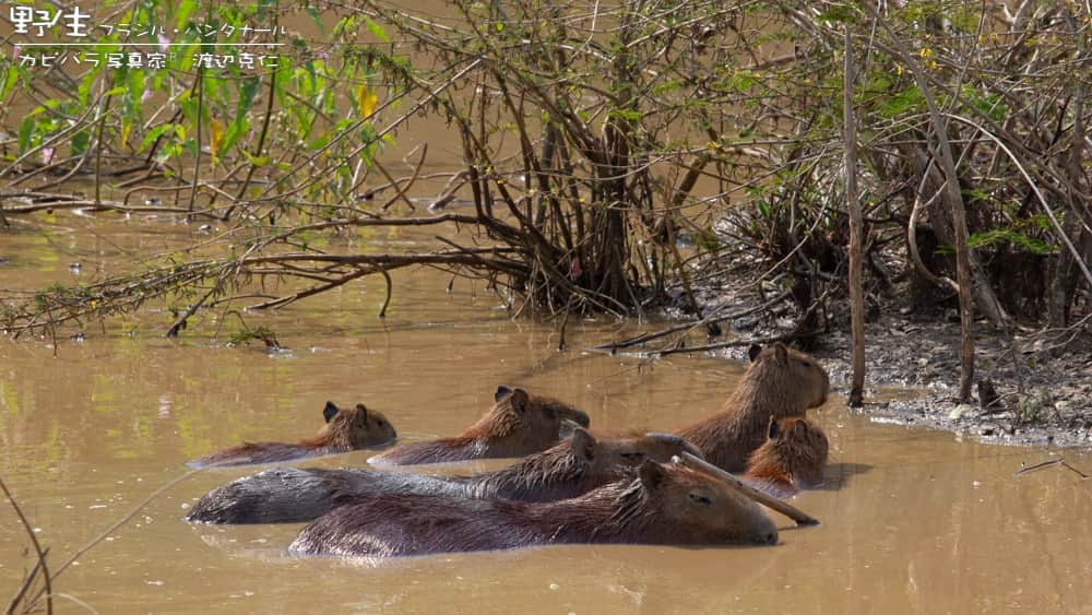渡辺克仁さんのインスタグラム写真 - (渡辺克仁Instagram)「今日も暑すぎる。 歩いて仕事に行こうと思ったけど、 直ぐに引き返して車で行く事にした。  #カピバラ #水豚 #capybara #暑い」9月12日 13時11分 - katsuhito.watanabe