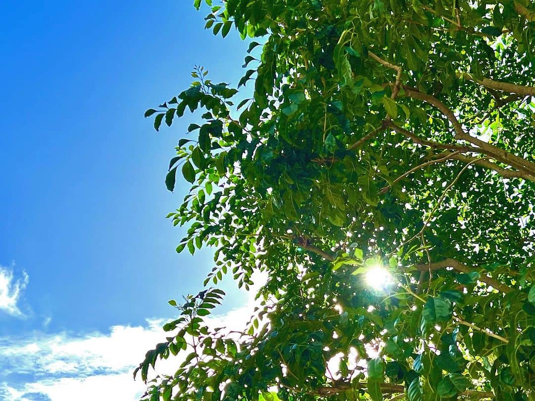 のインスタグラム：「2023年9月12日。 午前7時半頃、東の空と緑。 #空」