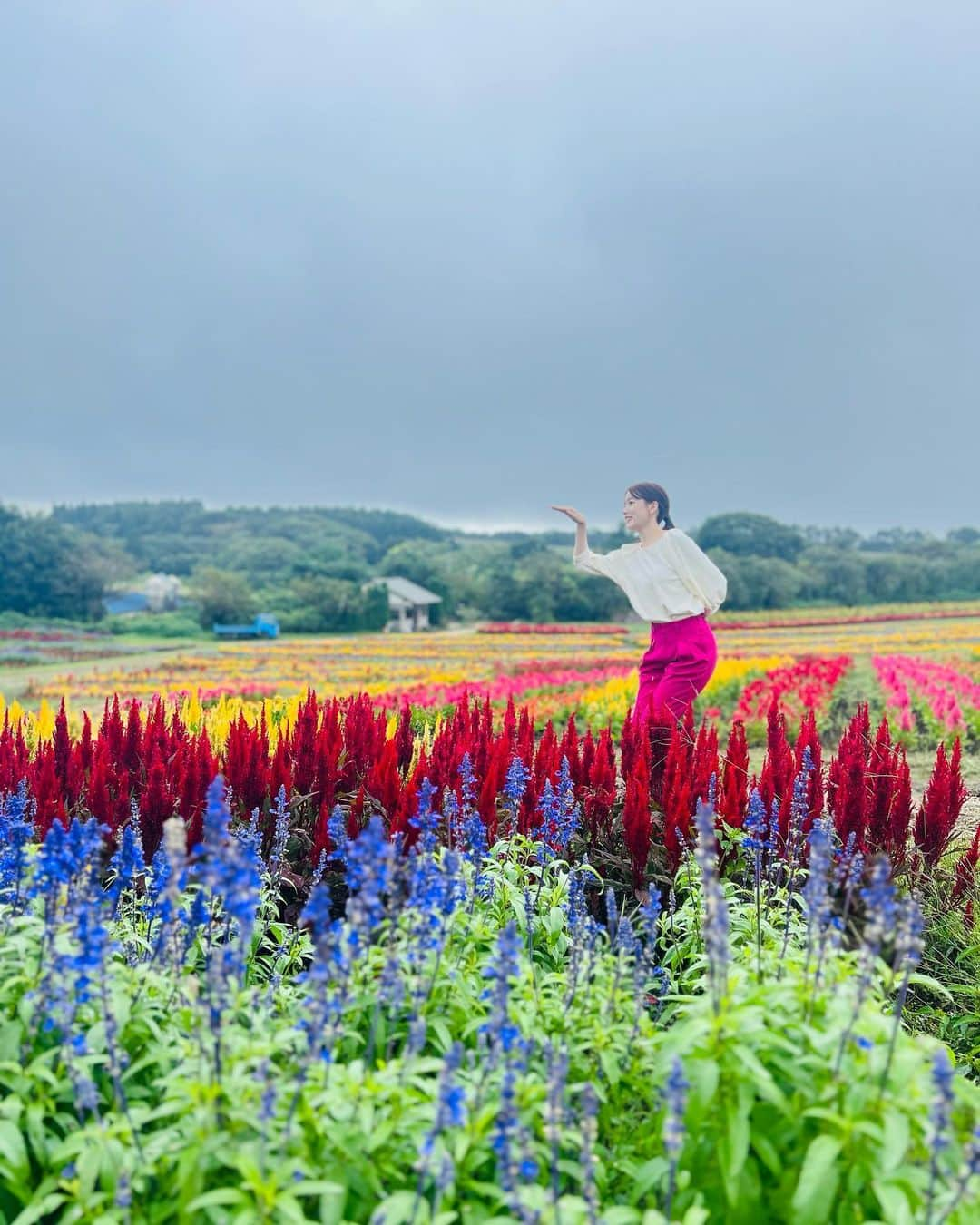 花乃まりあさんのインスタグラム写真 - (花乃まりあInstagram)「. 今朝はケイトウのお花畑から生中継📸  ビビットな色合いともこもこした質感がとってもかわいかったです💐  最後の写真はまりあを探せ🔍🩷 . #ZIP!#ケイトウ#那須フラワーパーク」9月12日 8時36分 - mariakano_official