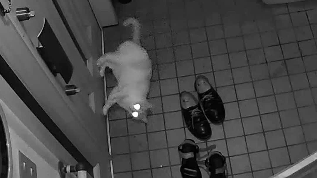 Kachimo Yoshimatsuさんのインスタグラム写真 - (Kachimo YoshimatsuInstagram)「昨夜の1階見守りカメラの映像。 夜間モードのため おいちゃんの目が ピカーっ！  #うちの猫ら #猫 #ねこ #ニャンスタグラム #にゃんすたぐらむ #oinari #ねこのきもち #cat #ネコ #catstagram #ネコ部 http://kachimo.exblog.jp」9月12日 8時46分 - kachimo
