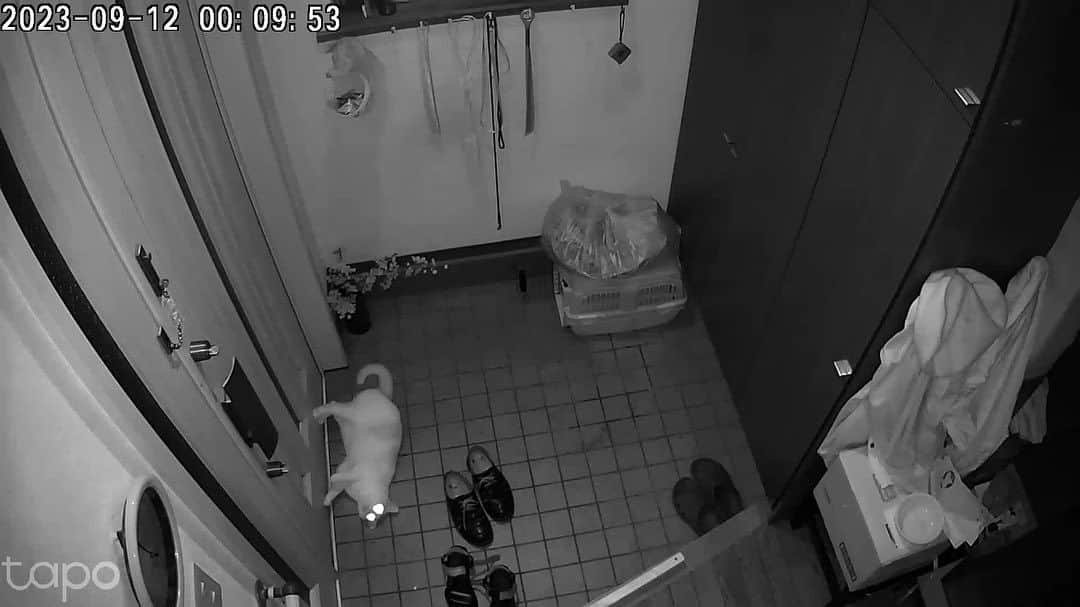 Kachimo Yoshimatsuのインスタグラム：「昨夜の1階見守りカメラの映像。 夜間モードのため おいちゃんの目が ピカーっ！  #うちの猫ら #猫 #ねこ #ニャンスタグラム #にゃんすたぐらむ #oinari #ねこのきもち #cat #ネコ #catstagram #ネコ部 http://kachimo.exblog.jp」