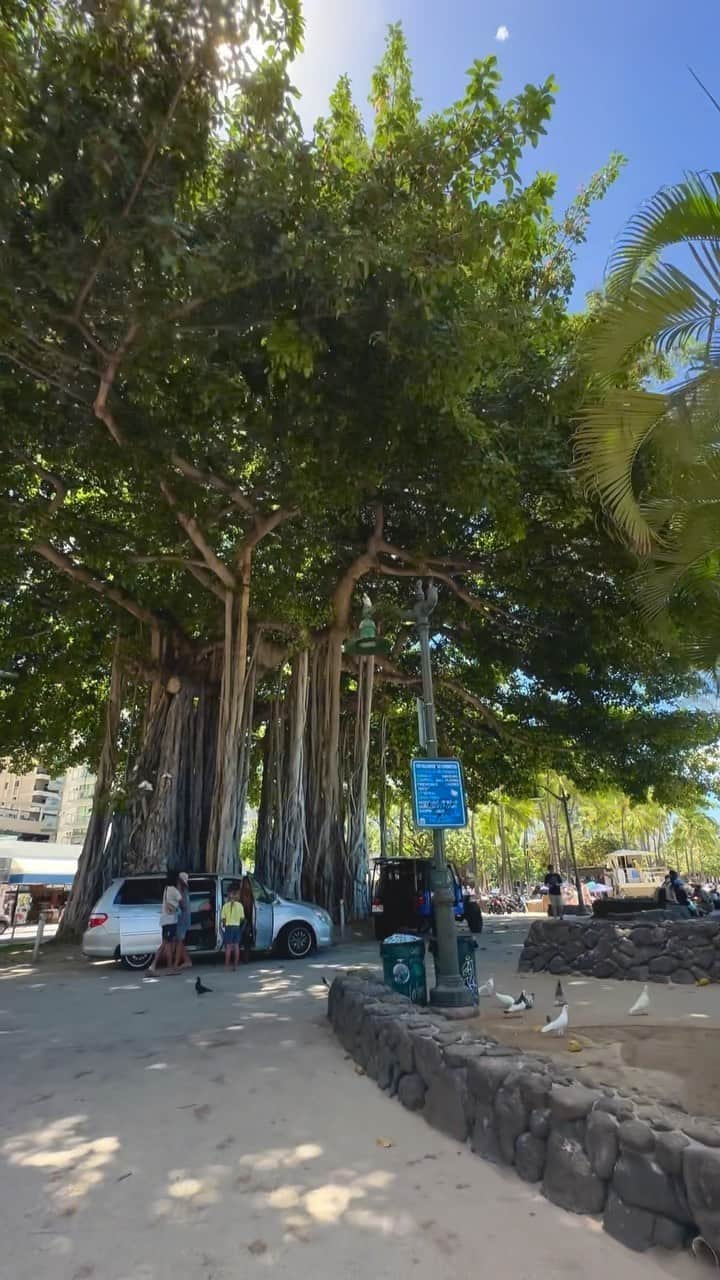 Belle Vie Hawaiiのインスタグラム：「. 今回のワイキキ散歩は クヒオビーチのバニヤンツリー近辺をホロホロ🌳 木陰の風が気持ちいい〜👒  ※ホロホロ: ハワイ語で「ぶらぶらする」「散歩する」  【ベルヴィー店頭情報】 営業時間: 午前10時〜午後9時　無休 新商品続々登場❣️ また店頭だけのお買い得商品も多数あるので ぜひお立ち寄りください🌺  Open Daily 10:00am〜9:00pm Instagram in English  @belleviehawaii.en   #kuhiobeach  #waikiki  #ワイキキ散歩 #バニヤンツリー  #木陰が気持ちいい  #ワイキキビーチ  #クヒオビーチ  #カラカウア通り  #ハワイ旅行  #ハワイ好きな人と繋がりたい」