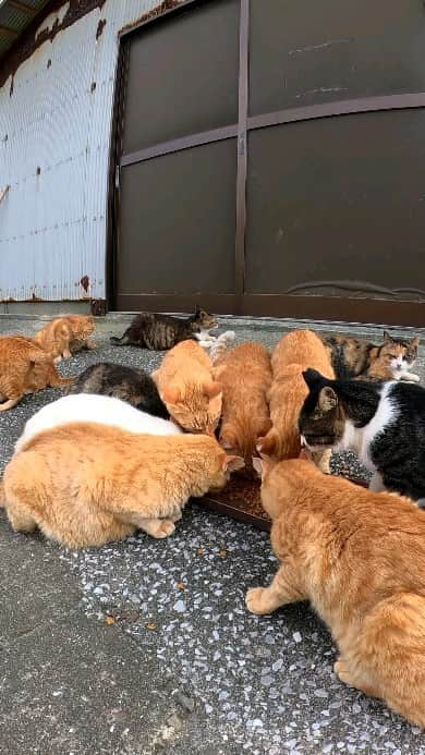 感動猫動画のインスタグラム：「猫島の猫ちゃんたち、夕御飯です。」