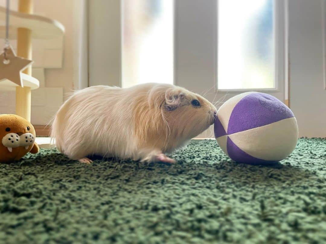 hamster_mocoさんのインスタグラム写真 - (hamster_mocoInstagram)「たのちいな〜( *´꒳`* )  お兄ちゃんの玩具で遊ぶパルくん🎾🐹♬.*ﾟ モルちゃんの横から見たシルエットってホント可愛すぎるよね🤭♥️  2023.9.12 ✼••┈┈••✼••┈┈••✼••┈┈••✼••┈┈••✼ #モルモットパル#モルモット#イングリッシュモルモット#モルモットのいる生活#モルモットベビー#モルモット好きと繋がりたい#guineapig#豚鼠#기니피그#天竺鼠」9月12日 9時30分 - asahi.fl