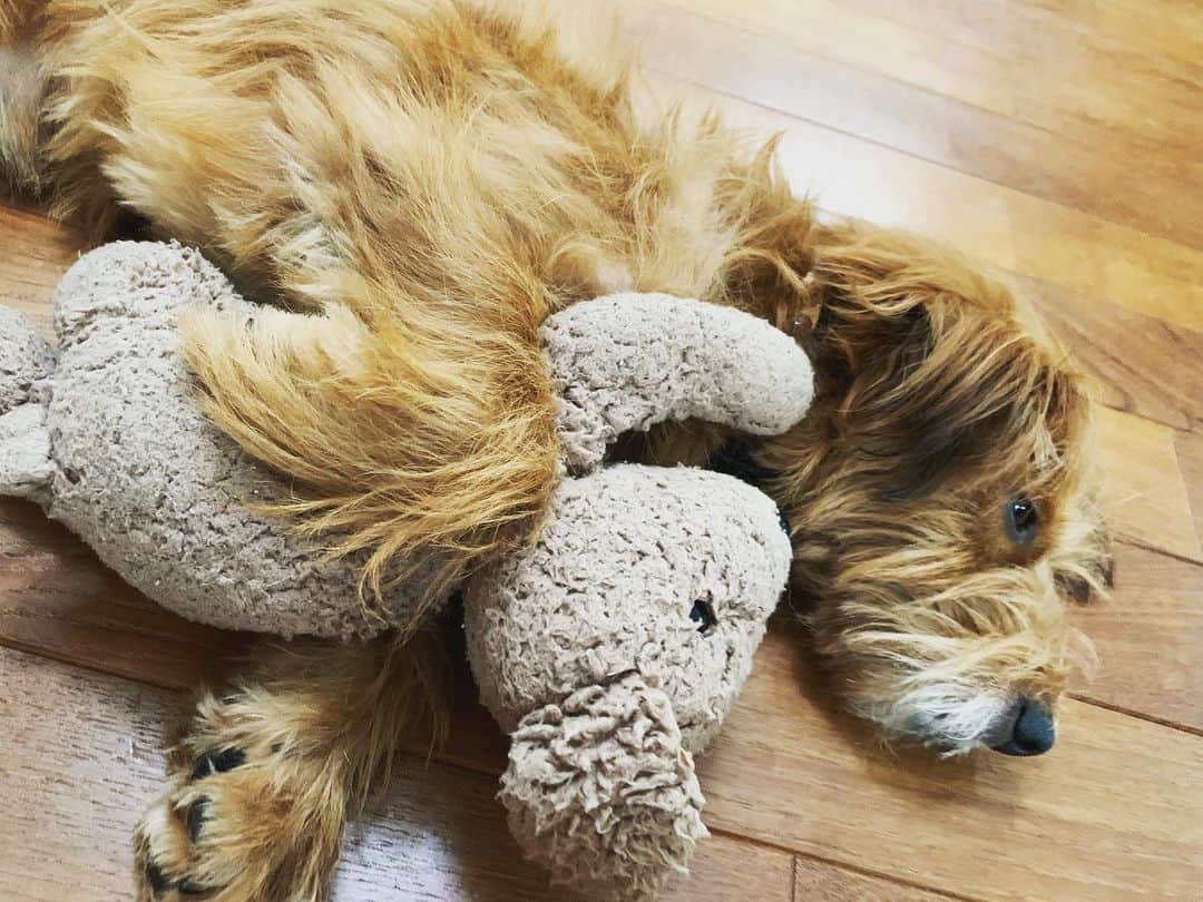 河口恭吾のインスタグラム：「５時半起床　散歩  先日動物病院行って犬の奥歯を磨き忘れていたことを知った。犬歯の前ばかり磨いてました。  そんなに奥まで歯があったのか？  奥歯に歯石が付いているので麻酔無しでとってくれる病院を探してつつ、自宅で取れる方法を思案しています。  いやぁ、歯磨き大切だし、大変だわ。  #保護犬と暮らそう  #保護犬との暮らし  #保護犬と暮らす  #保護犬という選択  #保護犬モギー」