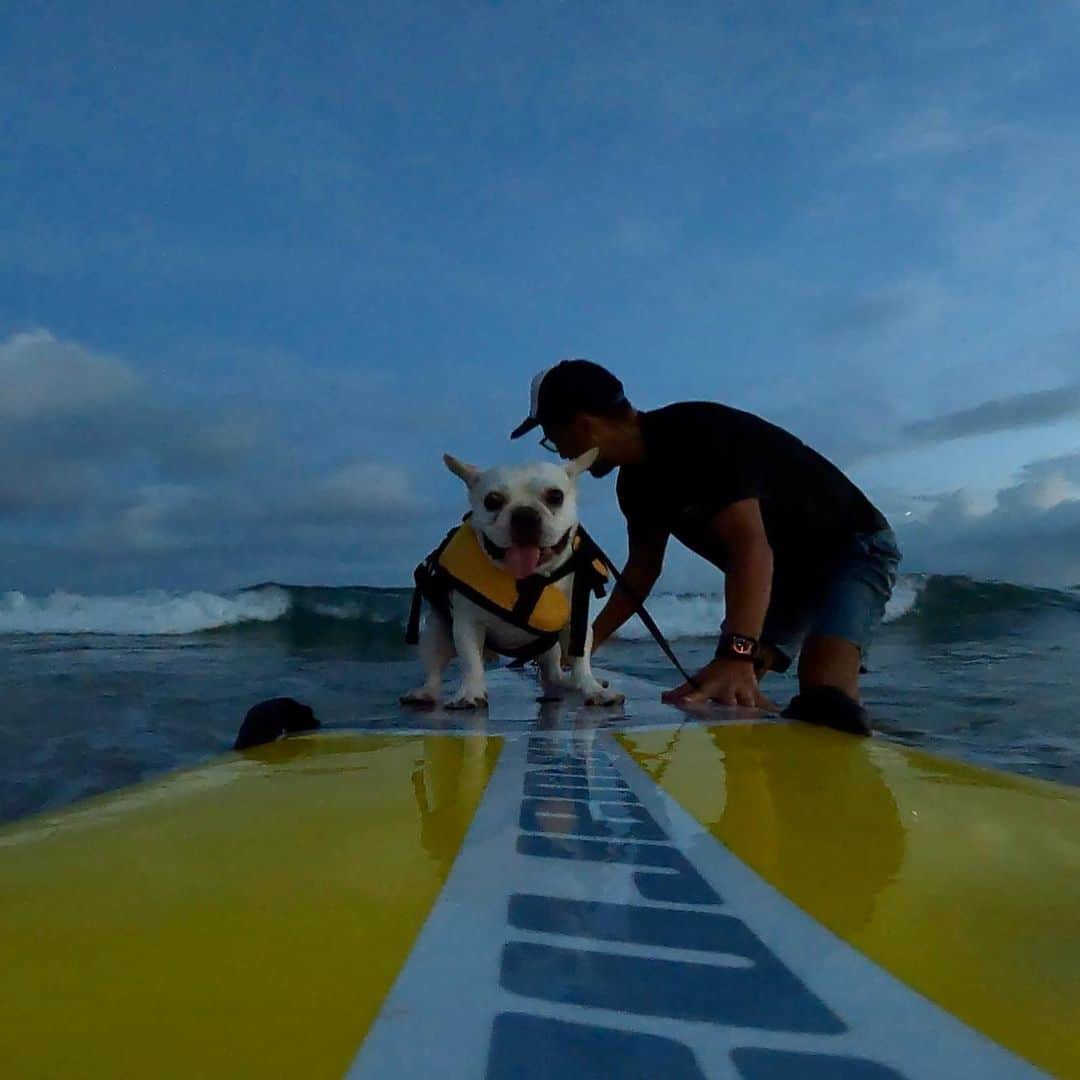 つの丸さんのインスタグラム写真 - (つの丸Instagram)「ピートとロッコも🏄🏄‍♂️  #dogsurfing #surfingdog #frenchbulldog #フレンチブルドッグ #ふがれす #ふがふがれすきゅークラブ #保護犬 #保護犬を家族に #保護犬を家族に迎えるという選択肢」9月12日 9時41分 - ge_ha_mob