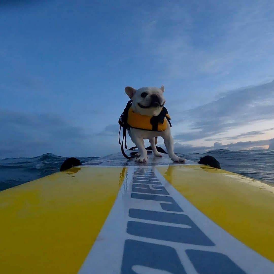 つの丸さんのインスタグラム写真 - (つの丸Instagram)「ピートとロッコも🏄🏄‍♂️  #dogsurfing #surfingdog #frenchbulldog #フレンチブルドッグ #ふがれす #ふがふがれすきゅークラブ #保護犬 #保護犬を家族に #保護犬を家族に迎えるという選択肢」9月12日 9時41分 - ge_ha_mob