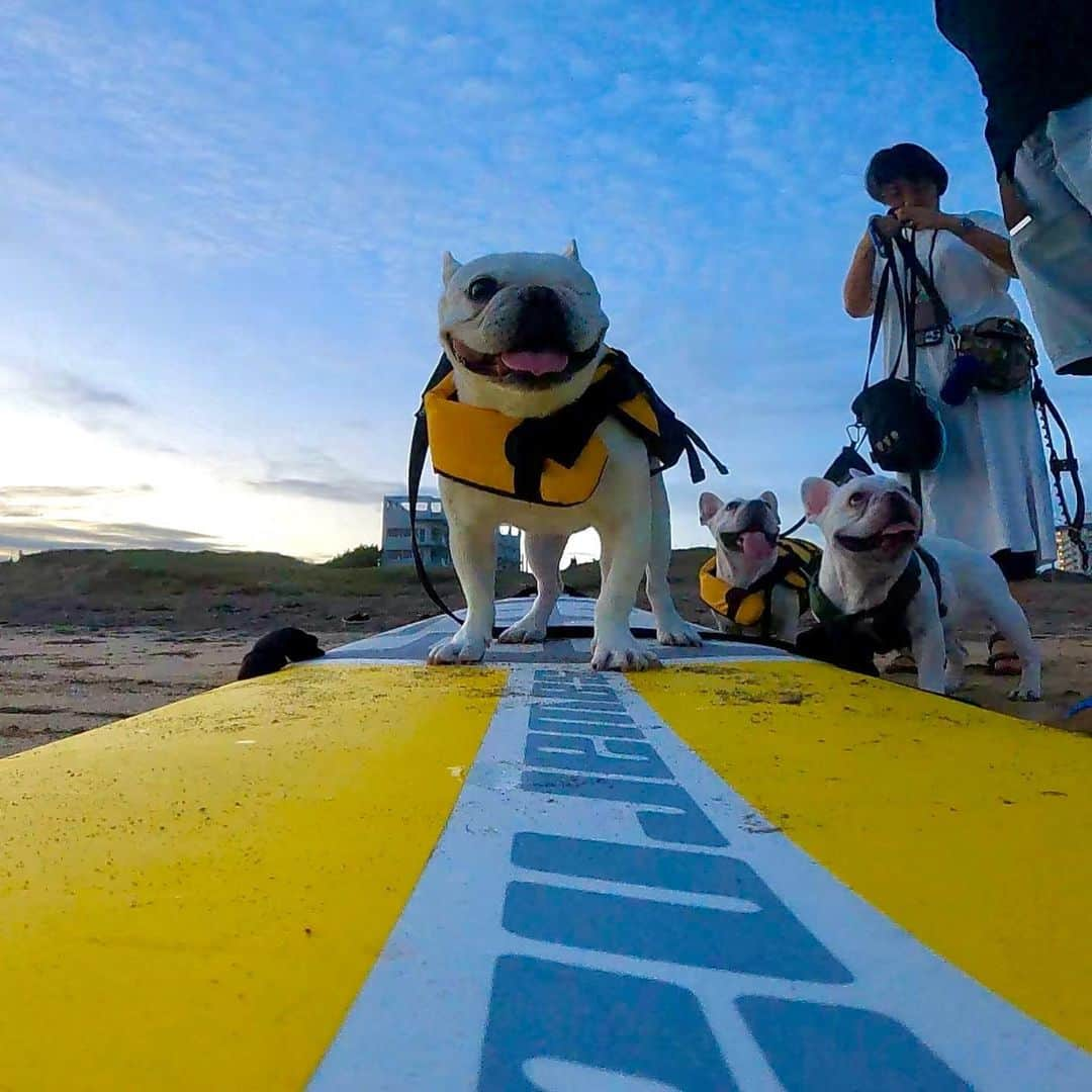 つの丸のインスタグラム：「ピートとロッコも🏄🏄‍♂️  #dogsurfing #surfingdog #frenchbulldog #フレンチブルドッグ #ふがれす #ふがふがれすきゅークラブ #保護犬 #保護犬を家族に #保護犬を家族に迎えるという選択肢」