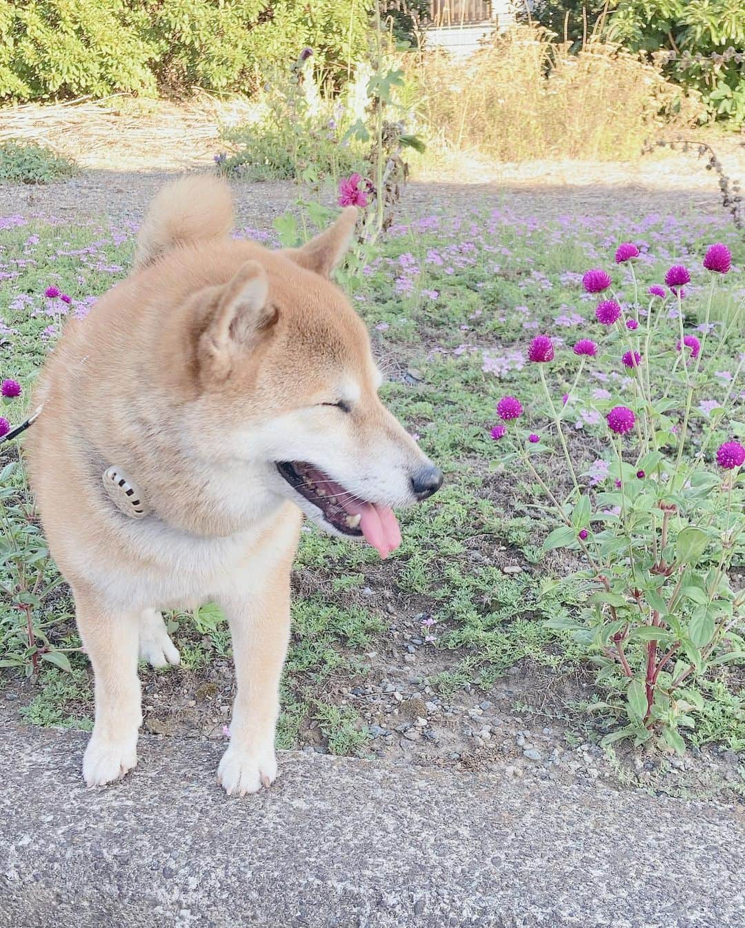 冴月瑠那のインスタグラム