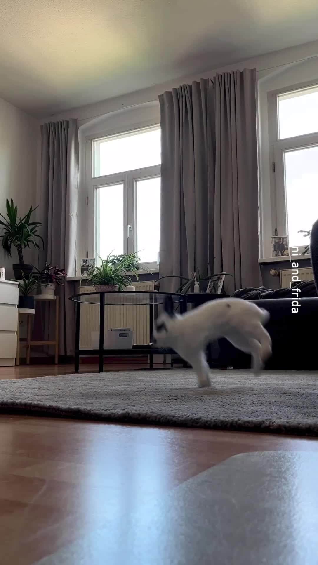 のインスタグラム：「flying 📹 @manni_and_frida  - #bunny #binky  #9gag」