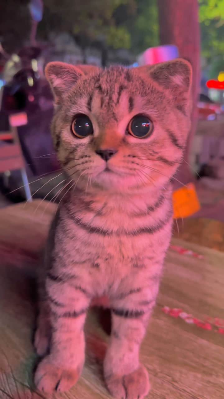 Aww Clubのインスタグラム