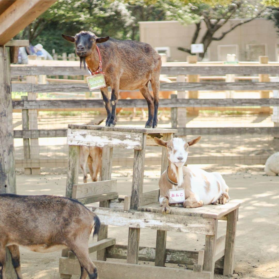 成田ゆめ牧場さんのインスタグラム写真 - (成田ゆめ牧場Instagram)「∘. 🐐 ヤギ橋 🐐 .∘ ──────────────── 野生化では山岳地帯に暮らしているヤギ 高いところに登ったりバランスをとるのが得意！  高さ2.5mの橋でもスイスイ～🌈 へっちゃらで登っちゃいます🐾  ふれんZOO広場に来たらぜひ 上を見上げてみてくださいね❤︎  #成田ゆめ牧場　#ゆめ牧場　#ヤギ　#ヤギ橋　#goat　#山羊　#牧場」9月12日 11時25分 - yumebokujo