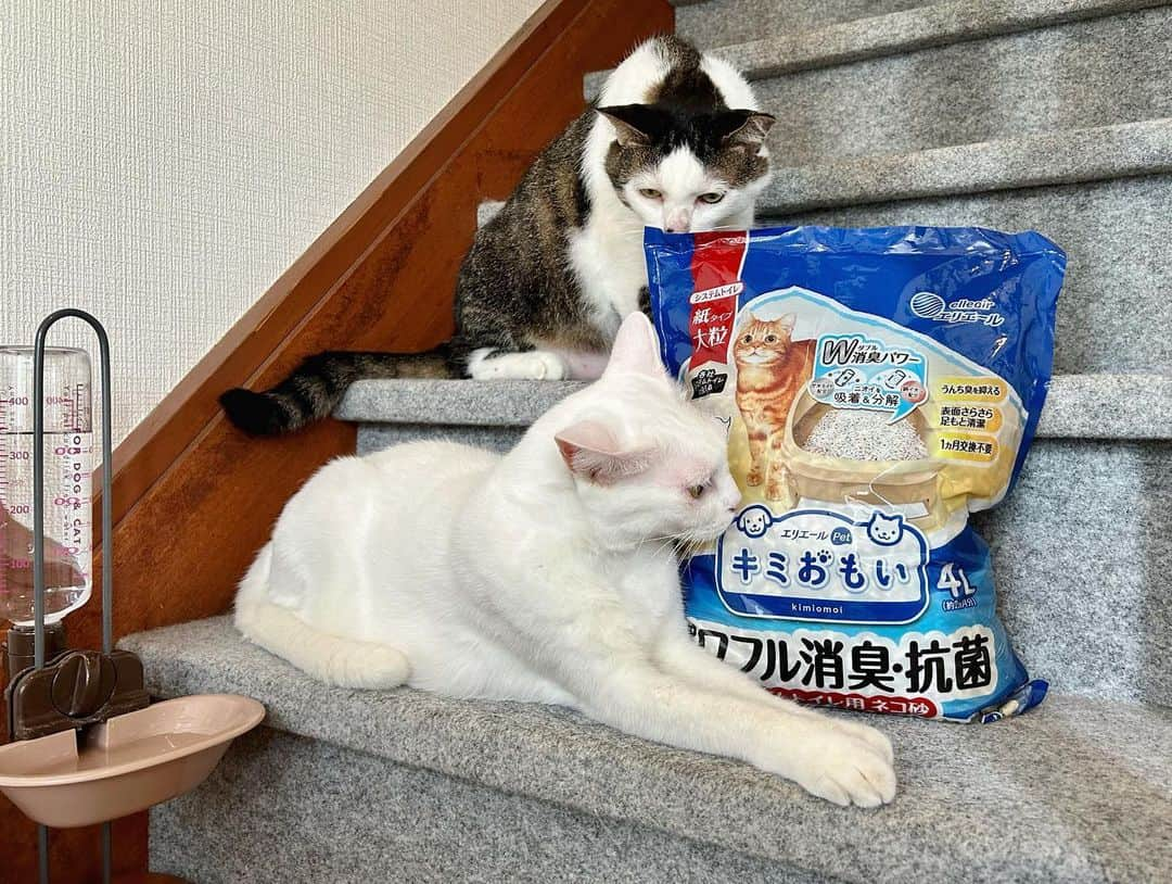 八、おこめさんのインスタグラム写真 - (八、おこめInstagram)「《 お知らせです 》 あのエリエールさんが猫ちゃんワンちゃん用の ケア用品を発売されるそうです。 新ブランド名は『キミおもい』 大切な『キミ』が毎日心地良く過ごせるように 大切な『キミ』と一緒の暮らしを快適に そして無理なく続けられるようにと 飼い主さんの視点や、猫ちゃんワンちゃんの習性や特徴 などを考えて研究を重ねて開発したケア用品シリーズだそうです。 ハッチャン、おこちゃんは１０歳になったけど これからも変わらずずっと快適な毎日を元気に過ごしてほしい！私のそんなおもいとも重なります(^^) うちの2人はシステムトイレを使ってるけど システムトイレ用の猫砂が大と小で粒のサイズが選べます。おこちゃんが砂を撒き散らすのでぜったい大きな粒がイイ！ 大きな粒なので肉球にも挟まりにくく、飛び散っても粒が大きいのでお掃除が楽♩ 水分で崩れない紙でできていてスノコにもつまらないし 取り替えてゴミに出す時も紙だから軽い！ ニオイも吸着、分解してくれるそうで安心！ なんか色々お得だなぁ♫ 毎日使うおトイレだから常に快適にしてあげたい✨ 大切なハッチャンとおこちゃんのために彼らをおもいこれからも心地良い快適な毎日を一緒に過ごしたい♡ そしてそんな『キミおもい』のテーマソングが作成されるそうです♩ SNS上で『猫ちゃん、ワンちゃんへのおもい』をつづった投稿を募集するキャンペーンを開催♩ もしかしたら、愛する猫ちゃんワンちゃんへのあなたのおもいも曲の一部になるかもしれません！！ そんなキャンペーンも実施中なので詳細は @elleairpet_kimiomoi_official さんのアカウントの チェックをお願いします🐈🐕❣️ #PR #キミおもい #キミともっと幸せに  #エリエール #エリエールPet #ねこ部 #cat #ねこ #猫 #ネコ #犬 #イヌ #dog #いぬ #八おこめ」9月12日 21時02分 - naomiuno