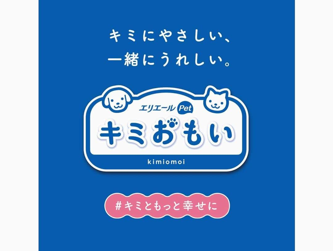 八、おこめさんのインスタグラム写真 - (八、おこめInstagram)「《 お知らせです 》 あのエリエールさんが猫ちゃんワンちゃん用の ケア用品を発売されるそうです。 新ブランド名は『キミおもい』 大切な『キミ』が毎日心地良く過ごせるように 大切な『キミ』と一緒の暮らしを快適に そして無理なく続けられるようにと 飼い主さんの視点や、猫ちゃんワンちゃんの習性や特徴 などを考えて研究を重ねて開発したケア用品シリーズだそうです。 ハッチャン、おこちゃんは１０歳になったけど これからも変わらずずっと快適な毎日を元気に過ごしてほしい！私のそんなおもいとも重なります(^^) うちの2人はシステムトイレを使ってるけど システムトイレ用の猫砂が大と小で粒のサイズが選べます。おこちゃんが砂を撒き散らすのでぜったい大きな粒がイイ！ 大きな粒なので肉球にも挟まりにくく、飛び散っても粒が大きいのでお掃除が楽♩ 水分で崩れない紙でできていてスノコにもつまらないし 取り替えてゴミに出す時も紙だから軽い！ ニオイも吸着、分解してくれるそうで安心！ なんか色々お得だなぁ♫ 毎日使うおトイレだから常に快適にしてあげたい✨ 大切なハッチャンとおこちゃんのために彼らをおもいこれからも心地良い快適な毎日を一緒に過ごしたい♡ そしてそんな『キミおもい』のテーマソングが作成されるそうです♩ SNS上で『猫ちゃん、ワンちゃんへのおもい』をつづった投稿を募集するキャンペーンを開催♩ もしかしたら、愛する猫ちゃんワンちゃんへのあなたのおもいも曲の一部になるかもしれません！！ そんなキャンペーンも実施中なので詳細は @elleairpet_kimiomoi_official さんのアカウントの チェックをお願いします🐈🐕❣️ #PR #キミおもい #キミともっと幸せに  #エリエール #エリエールPet #ねこ部 #cat #ねこ #猫 #ネコ #犬 #イヌ #dog #いぬ #八おこめ」9月12日 21時02分 - naomiuno