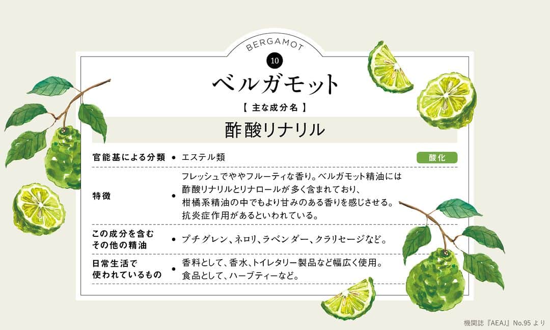日本アロマ環境協会(AEAJ)さんのインスタグラム写真 - (日本アロマ環境協会(AEAJ)Instagram)「精油の主な成分を知ろう ～ベルガモット～ 紅茶のアールグレイの香りづけに使用される香料としても有名なベルガモット。  フレッシュでややフルーティーな香りのベルガモット精油には酢酸リナリルとリナロールが多く含まれています。 かんきつ系の精油の中でもより甘みを感じさせる香りが特徴です。  ベルガモット精油のアロマトリートメントにより睡眠の質向上の可能性が示唆された報告も。 入浴後の保湿ケアを兼ねて、セルフトリートメントをするのもおすすめですよ。  精油成分にはフロクマリン類（ベルガプテン）が含まれており、光毒性をもつため、取り扱いには注意が必要。 ※希釈して肌に使用する際は、フロクマリンフリーの精油を選ぶようにしましょう。  精油の成分からも、アロマの活用の幅を広げていきたいですね。  #精油の主な成分を知ろう #ベルガモット #ベルガモット精油 #柑橘 #aeaj #aroma #アロマ #アロマテラピー #香りのある生活 #アロマのある生活」9月12日 21時00分 - aromakankyo_aeaj