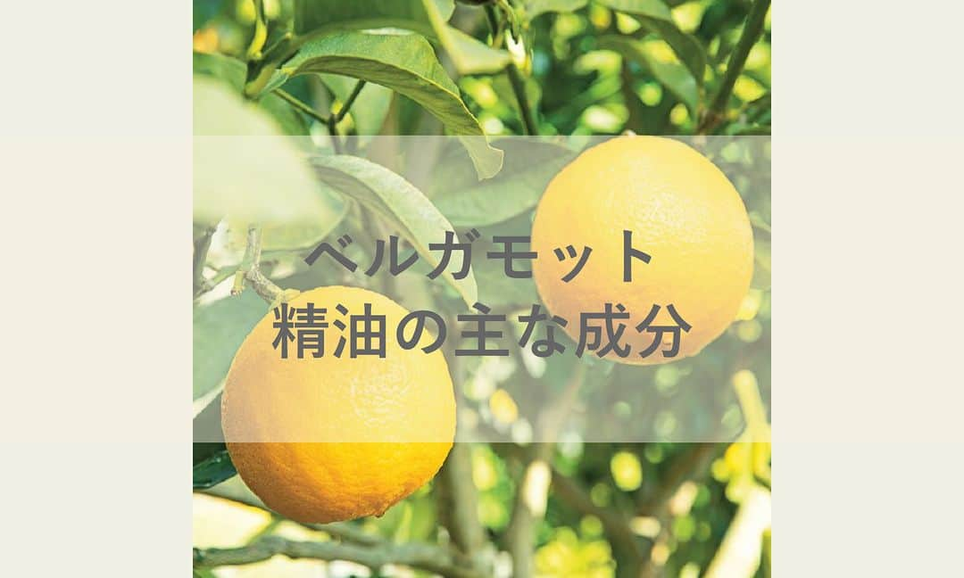 日本アロマ環境協会(AEAJ)のインスタグラム：「精油の主な成分を知ろう ～ベルガモット～ 紅茶のアールグレイの香りづけに使用される香料としても有名なベルガモット。  フレッシュでややフルーティーな香りのベルガモット精油には酢酸リナリルとリナロールが多く含まれています。 かんきつ系の精油の中でもより甘みを感じさせる香りが特徴です。  ベルガモット精油のアロマトリートメントにより睡眠の質向上の可能性が示唆された報告も。 入浴後の保湿ケアを兼ねて、セルフトリートメントをするのもおすすめですよ。  精油成分にはフロクマリン類（ベルガプテン）が含まれており、光毒性をもつため、取り扱いには注意が必要。 ※希釈して肌に使用する際は、フロクマリンフリーの精油を選ぶようにしましょう。  精油の成分からも、アロマの活用の幅を広げていきたいですね。  #精油の主な成分を知ろう #ベルガモット #ベルガモット精油 #柑橘 #aeaj #aroma #アロマ #アロマテラピー #香りのある生活 #アロマのある生活」