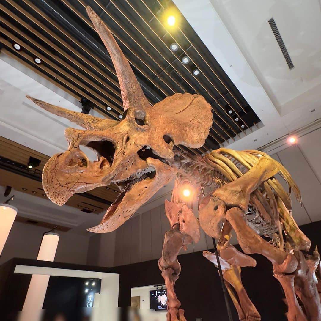 富田麻帆さんのインスタグラム写真 - (富田麻帆Instagram)「#恐竜科学博 行ってきました。 今日が最終日。間に合って良かった〜！  入った瞬間から物語を読んでるかのように展示がしてあって、恐竜の世界を垣間見させてもらえた感じがしました。 とにかく躍動感が凄かった.....！！！  こういう空気感の展示って、なかなかないからとても楽しかったです♡  #恐竜科学博2023  @dinoscience_jpn」9月12日 21時04分 - maho_tomita6261