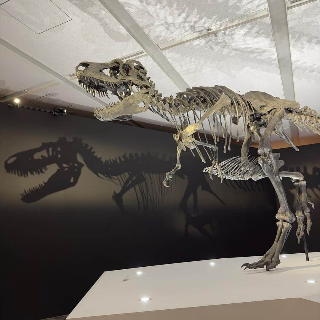 富田麻帆さんのインスタグラム写真 - (富田麻帆Instagram)「#恐竜科学博 行ってきました。 今日が最終日。間に合って良かった〜！  入った瞬間から物語を読んでるかのように展示がしてあって、恐竜の世界を垣間見させてもらえた感じがしました。 とにかく躍動感が凄かった.....！！！  こういう空気感の展示って、なかなかないからとても楽しかったです♡  #恐竜科学博2023  @dinoscience_jpn」9月12日 21時04分 - maho_tomita6261
